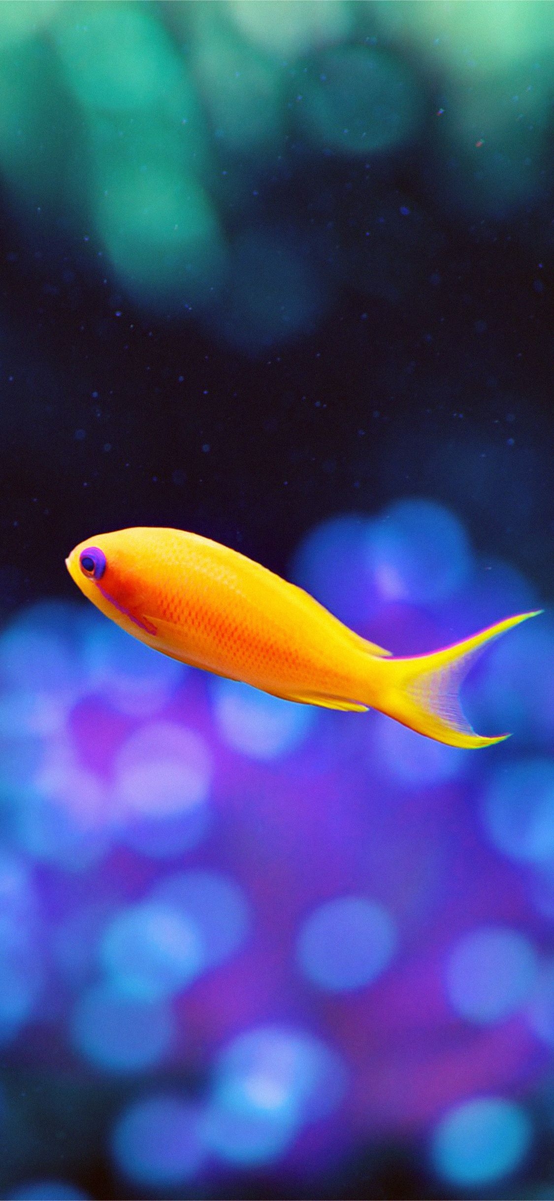 1130x2440 iPhone X wallpaper. cute fish nemo ocean, Phone