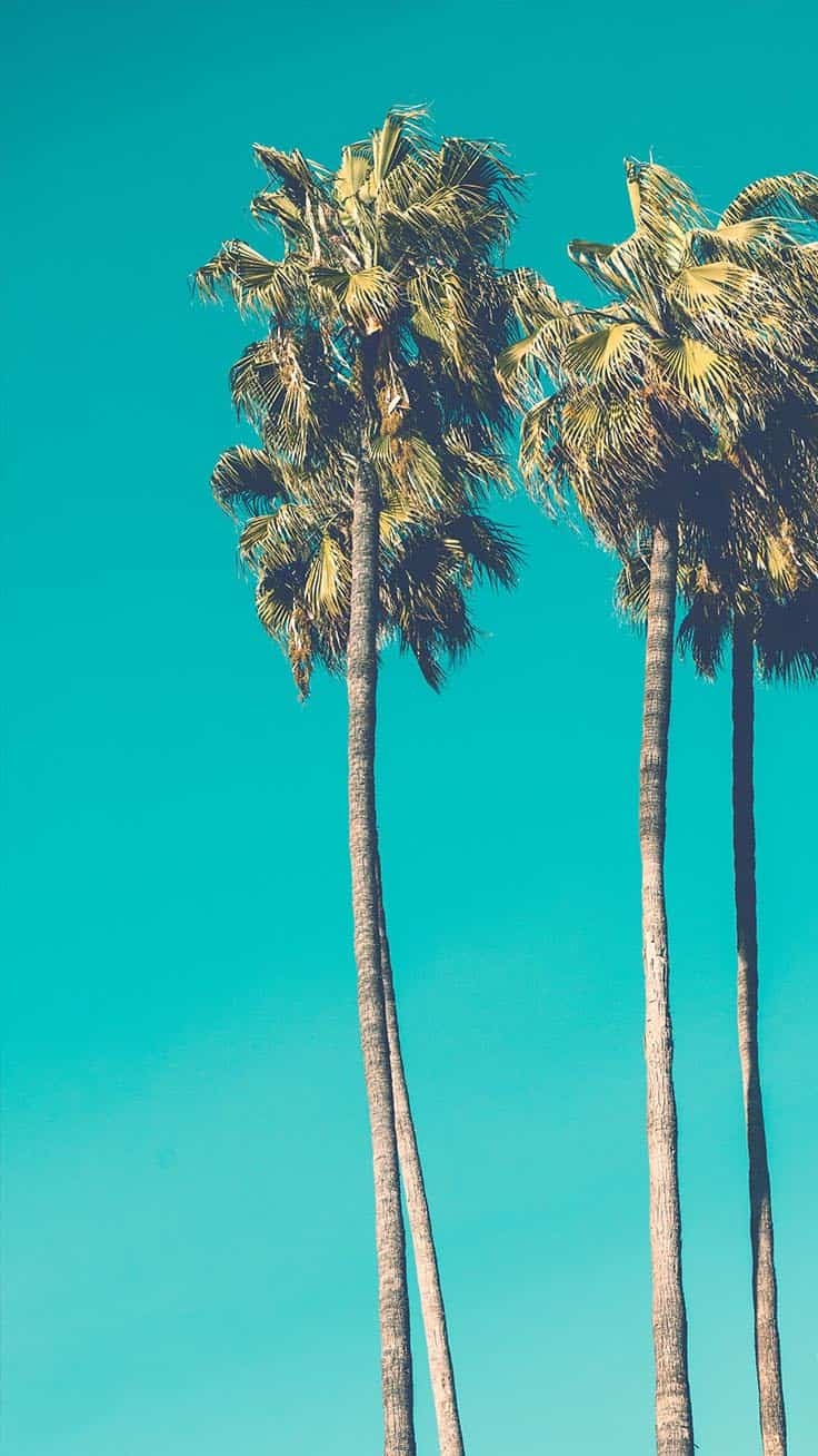 740x1310 Beach iPhone Wallpaper HD Quality Beach Background, Phone