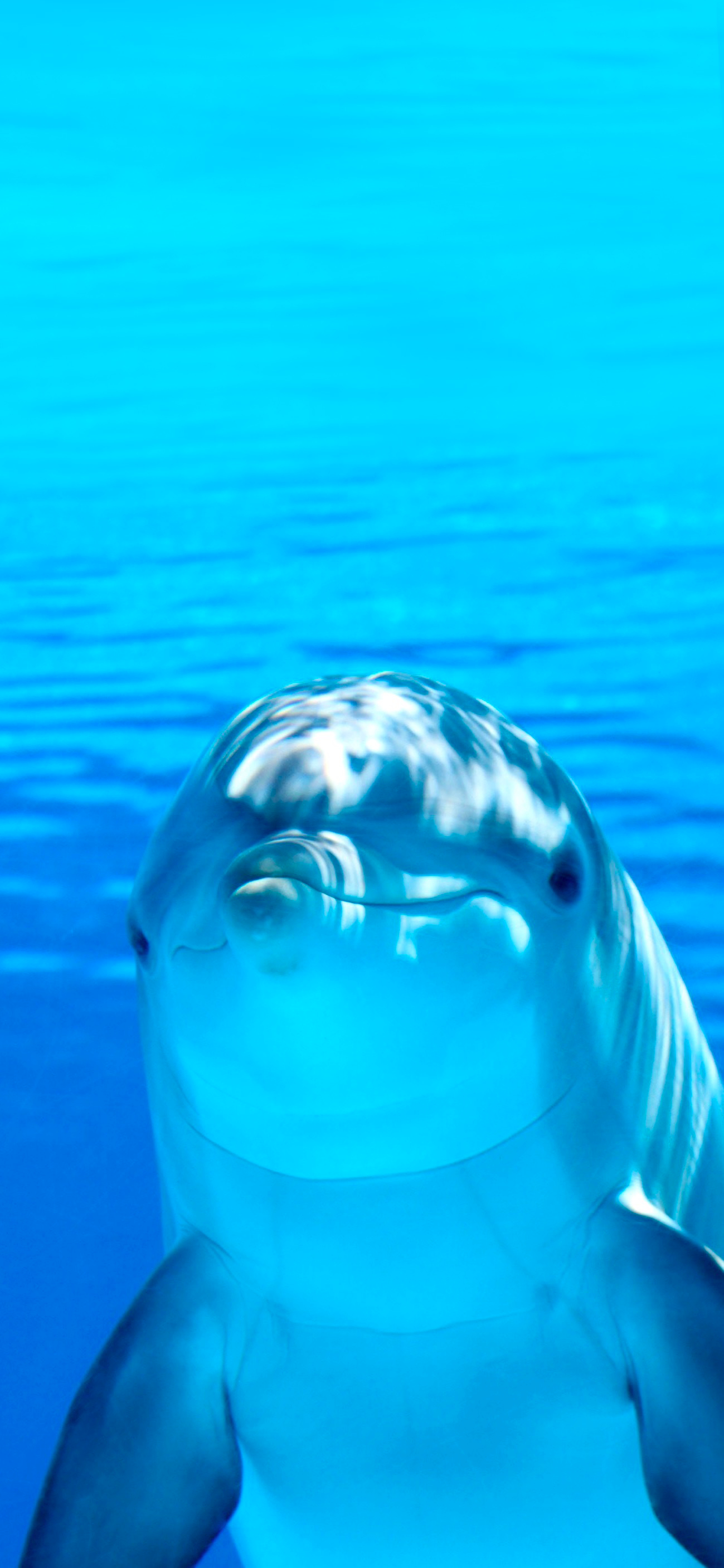 1300x2820 Dolphin, Phone