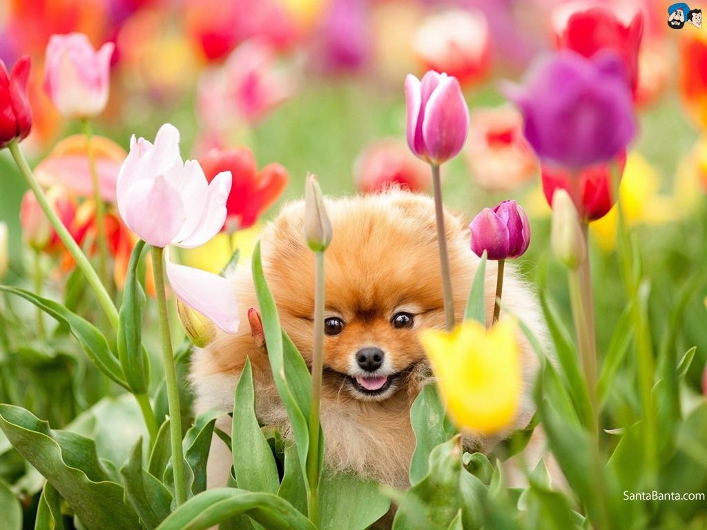 1030x770 Dogs Boo Spring Dogs Wallpaper & Background, Desktop