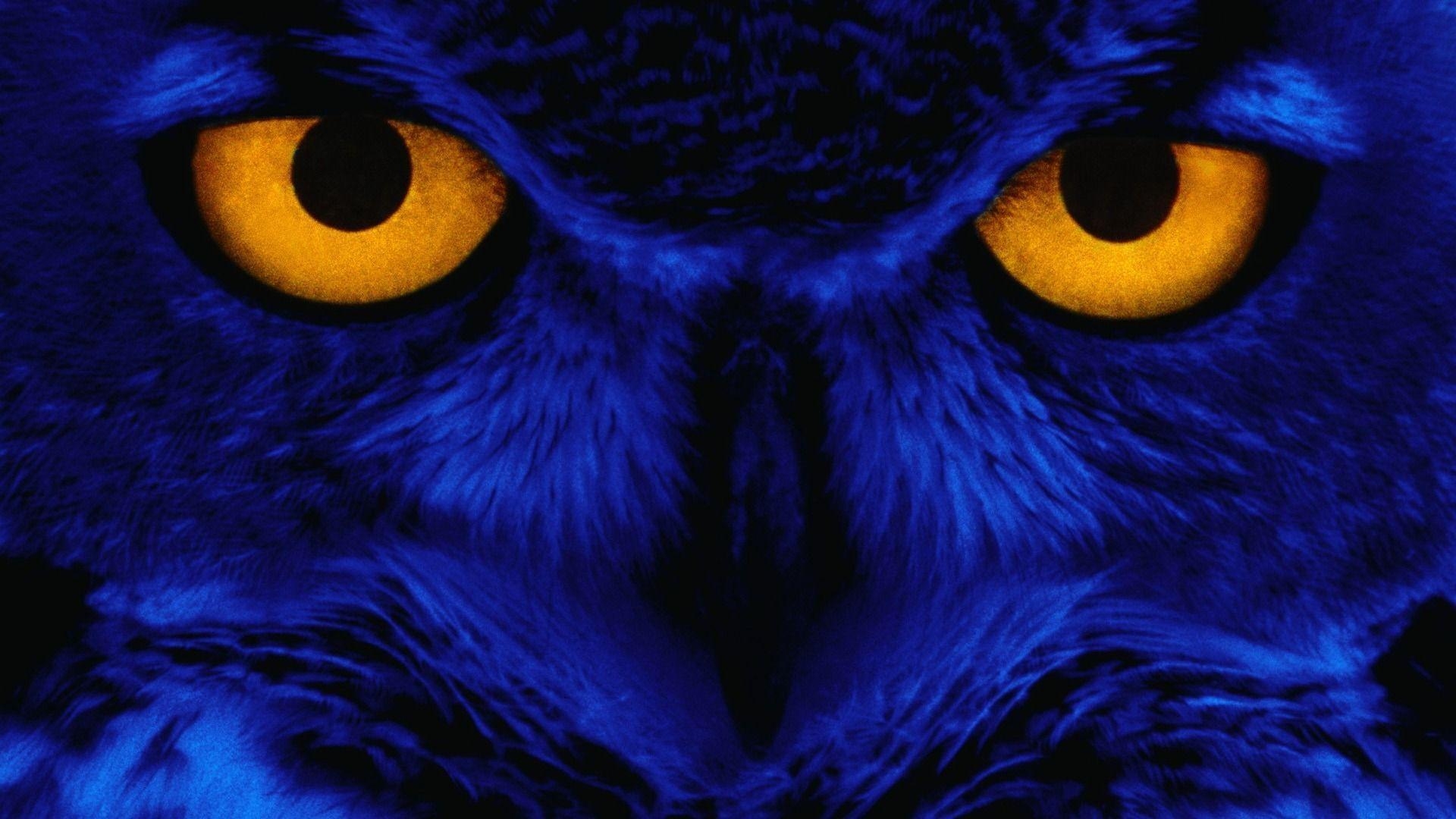 1920x1080 owl wallpaper, Desktop