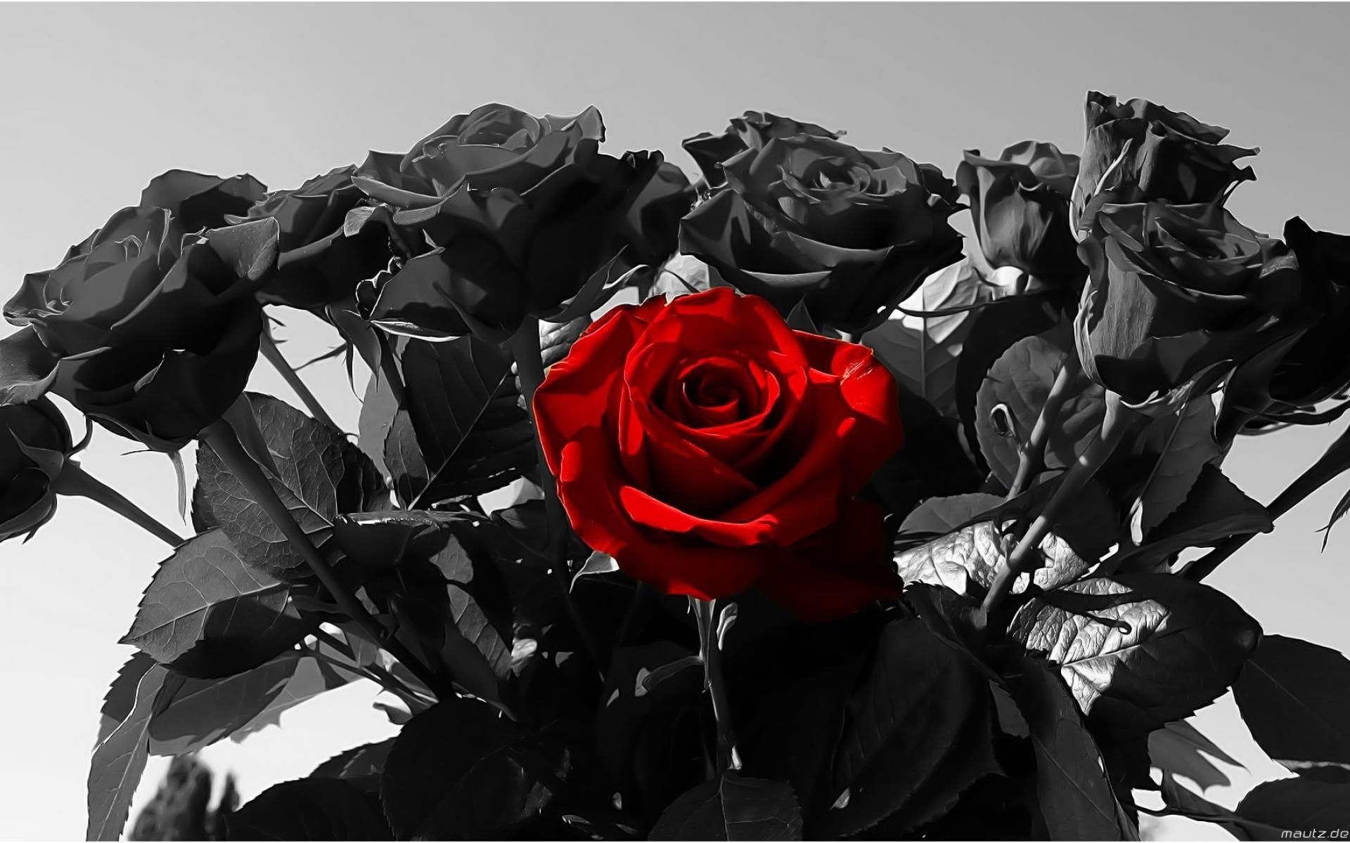 1920x1200 Black Rose Background, Desktop