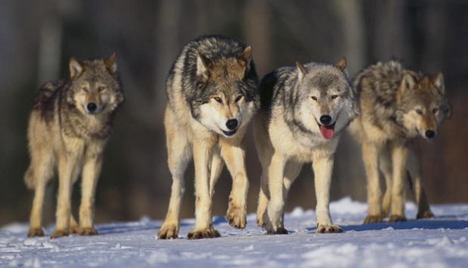 1600x920 Other Wolf Pack Snow Animals Wolkves Nature Woelfe Rudel, Desktop