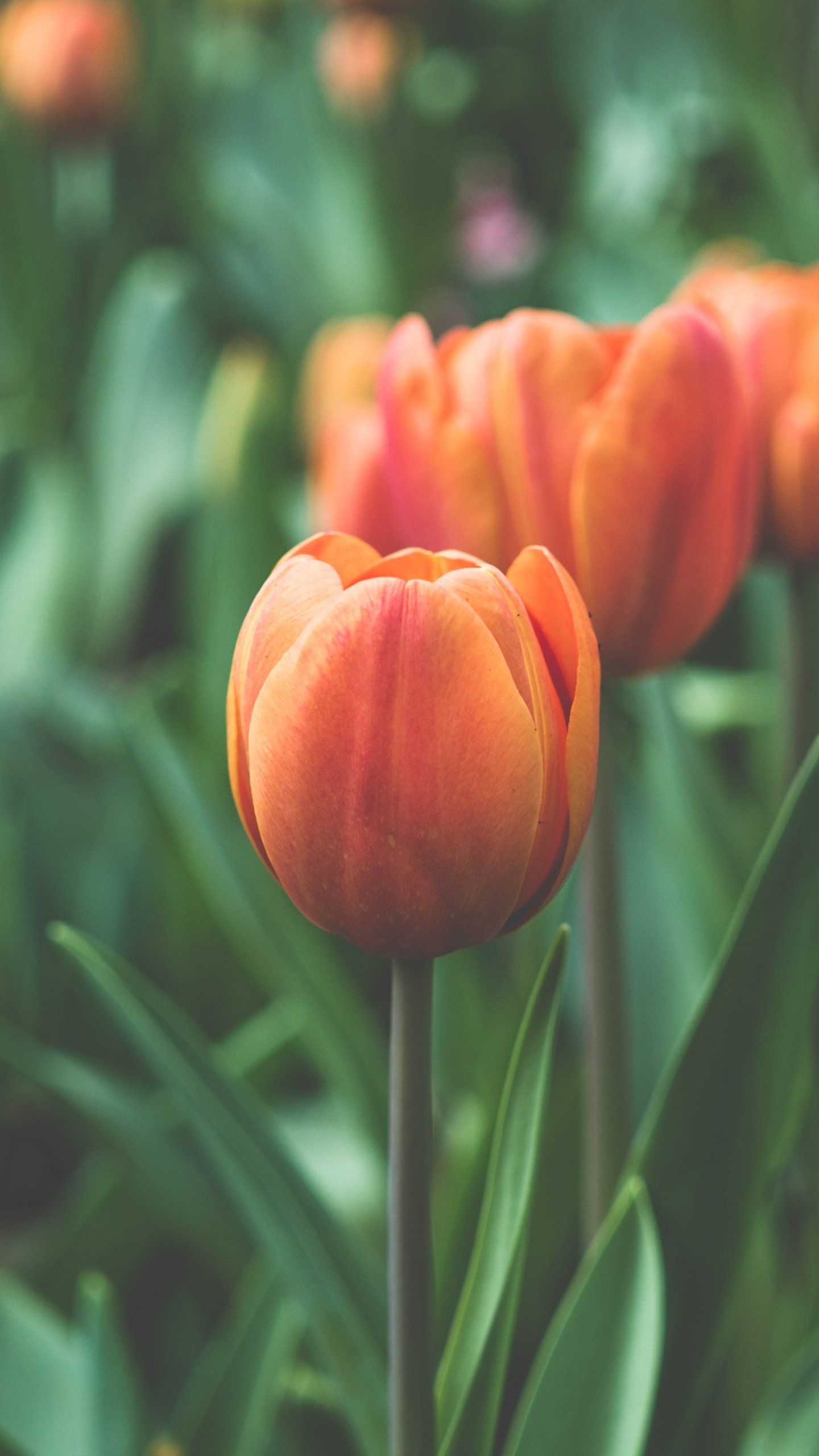 1440x2560 Orange Tulip Wallpaper, Android & Desktop Background, Phone