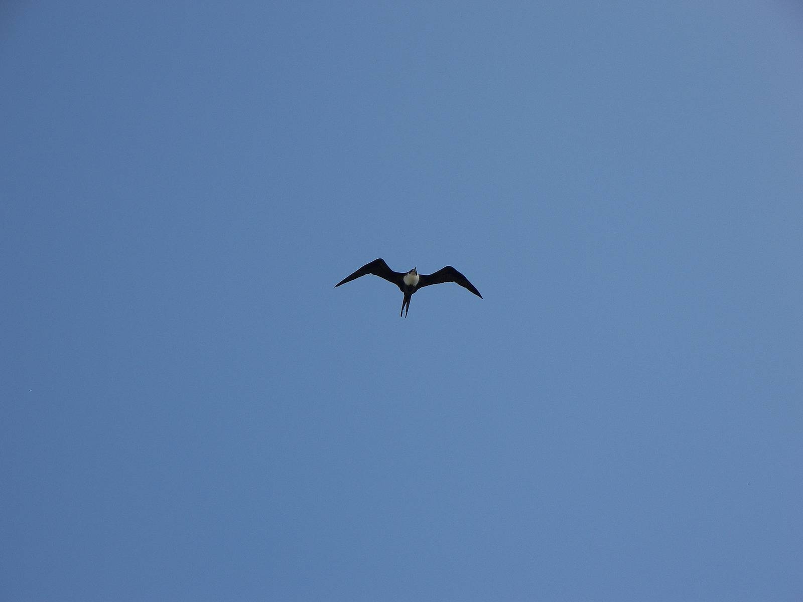 1600x1200 tern sternidae, Desktop