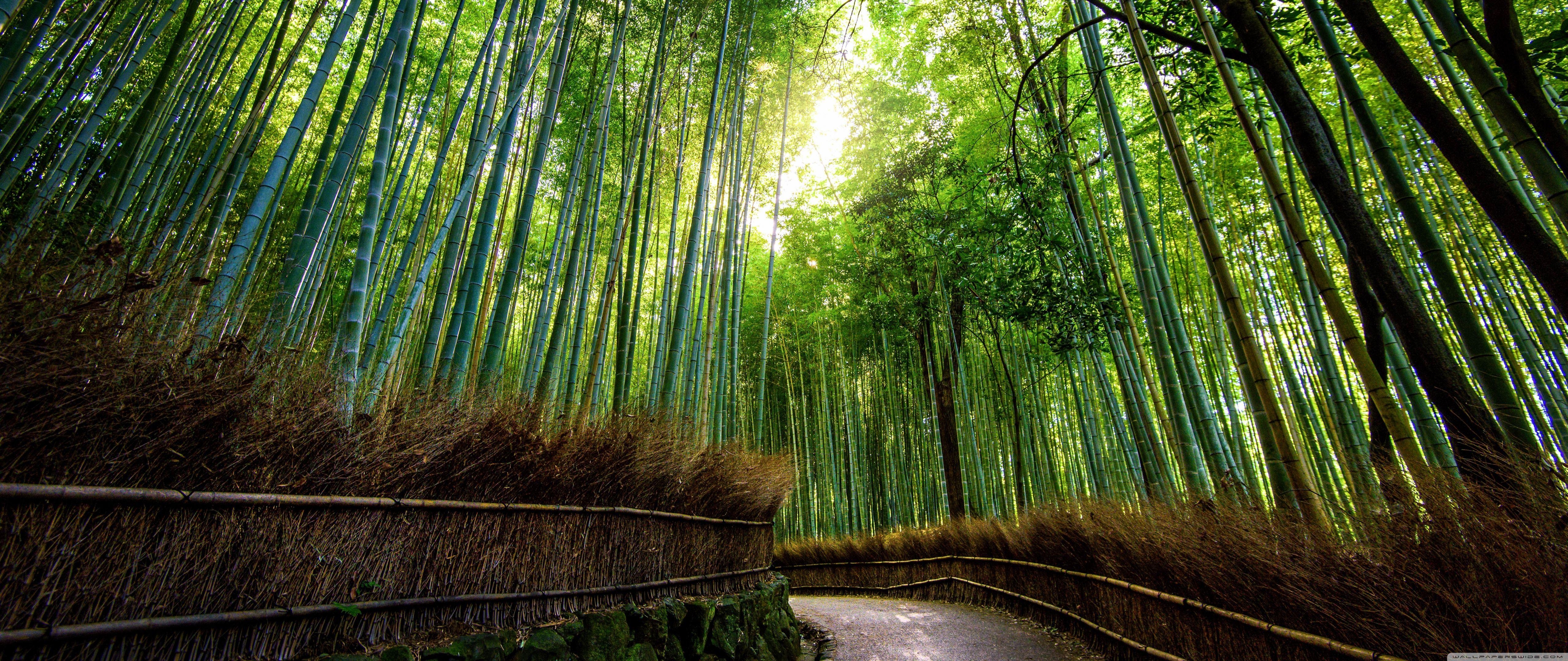 5120x2160 Bamboo Wallpaper 7 X 2160, Dual Screen