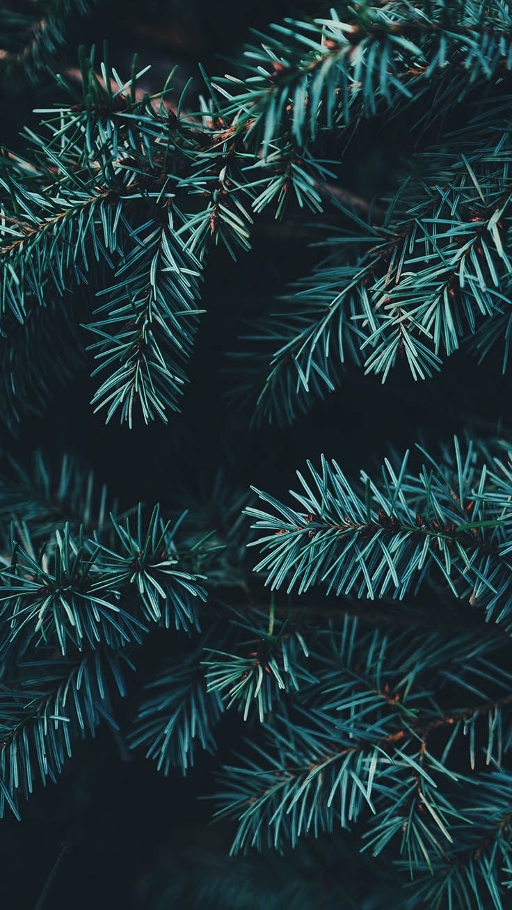 740x1310 Sparkly Christmas iPhone Xs Max Wallpaper, Phone