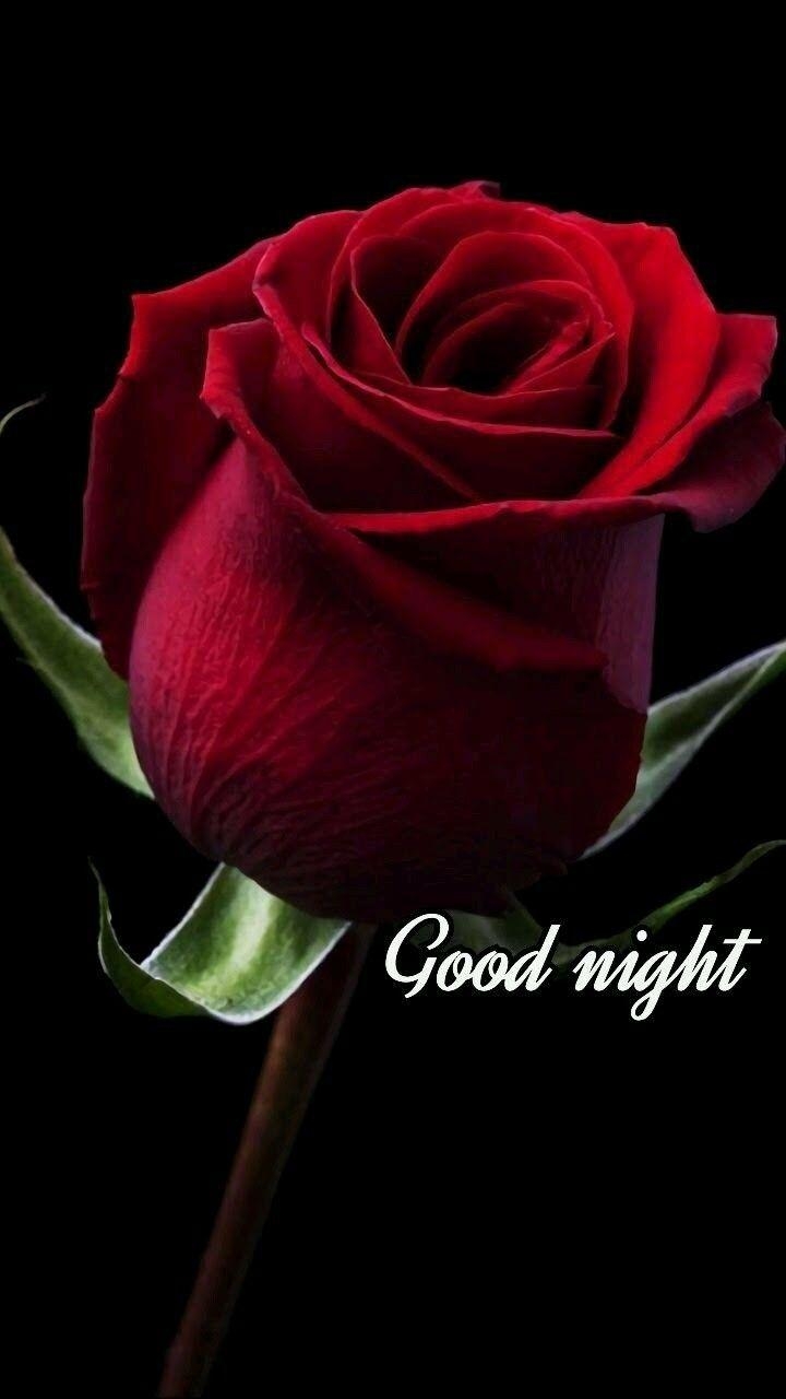 720x1280 Good Night! (Beautiful Red Rose Bud). Good night pics. Flowers, Phone