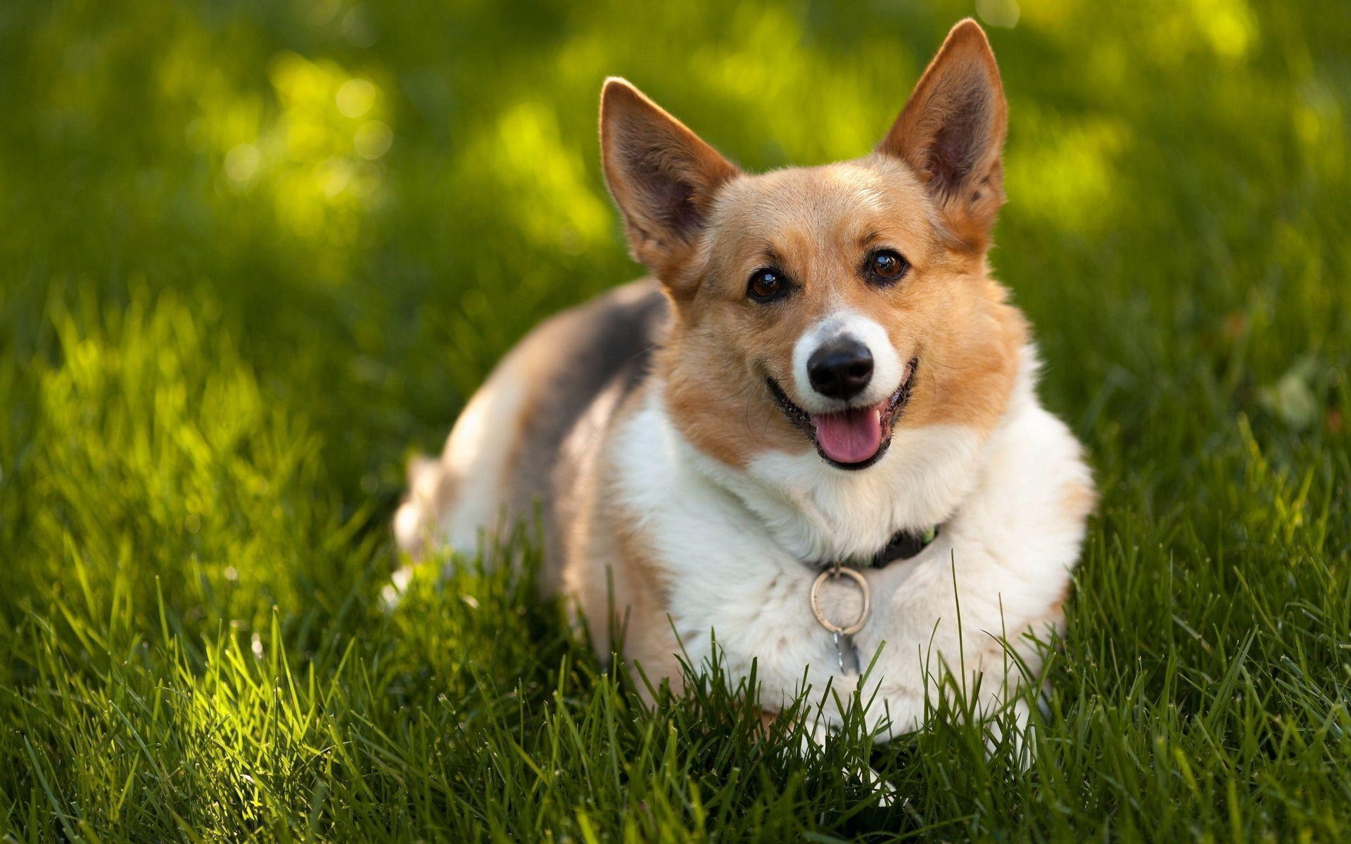 1920x1200 Corgi Wallpaper, Desktop