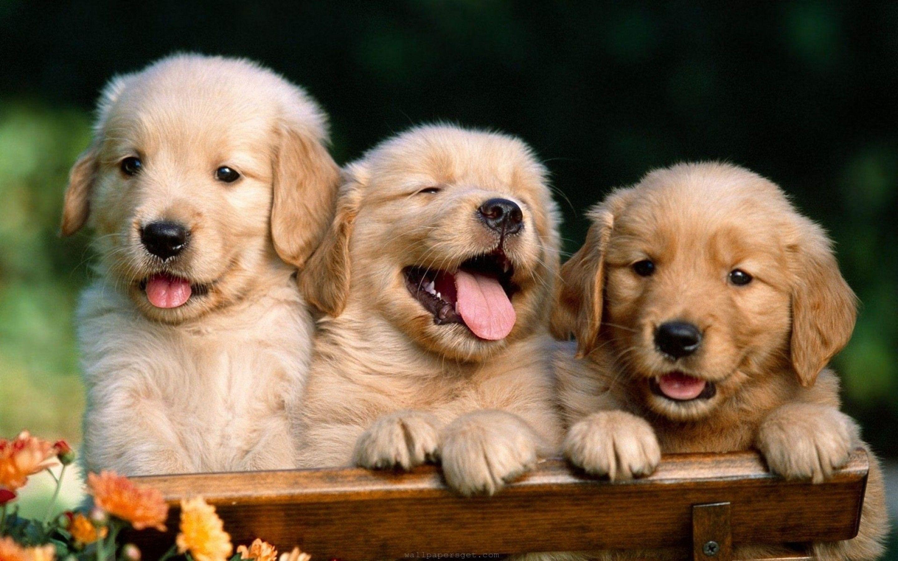 2880x1800 Cute Dog Wallpaper Free Cute Dog Background, Desktop