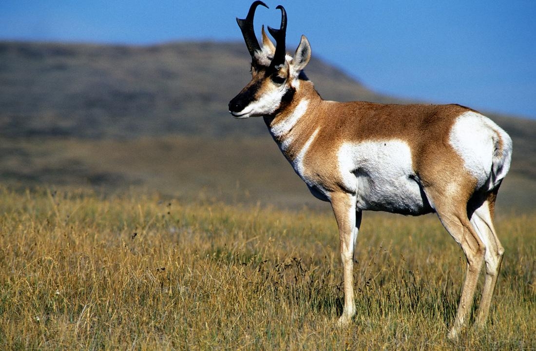 1100x720 Pronghorn Antelope Latest HD Wallpaper Free Download, Desktop