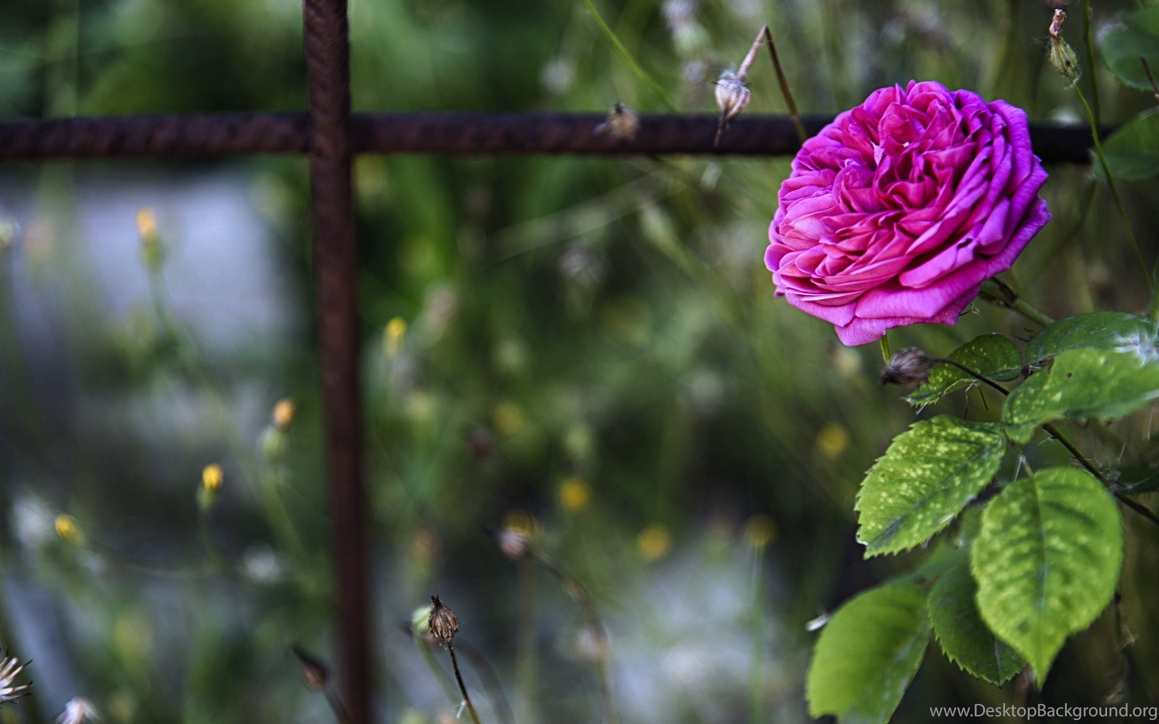 3840x2400 Red Rose Flower Ultra HD Wallpaper Free Download Desktop Desktop Background, Desktop