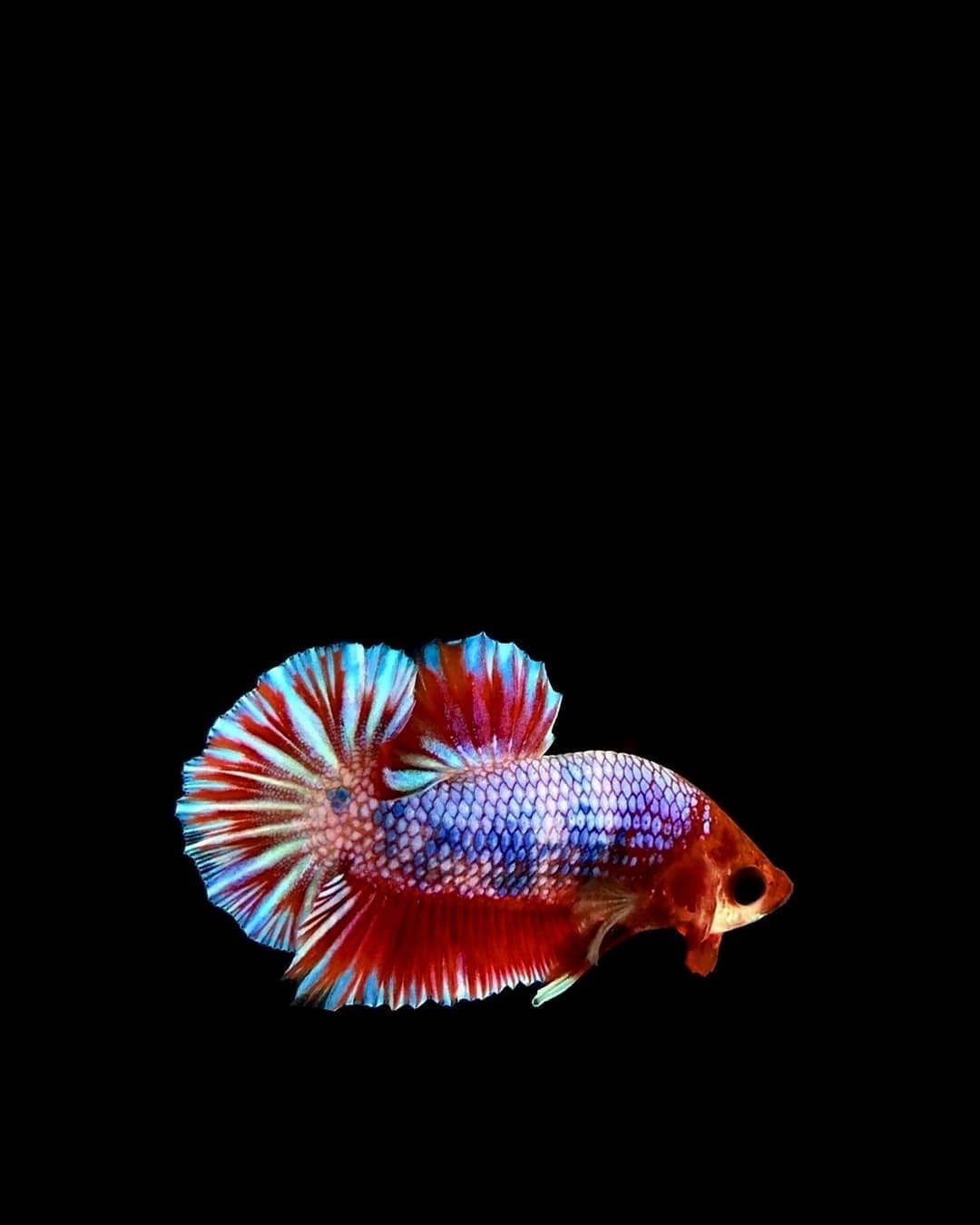 1080x1350 Marine Biology HD Wallpaper, Phone