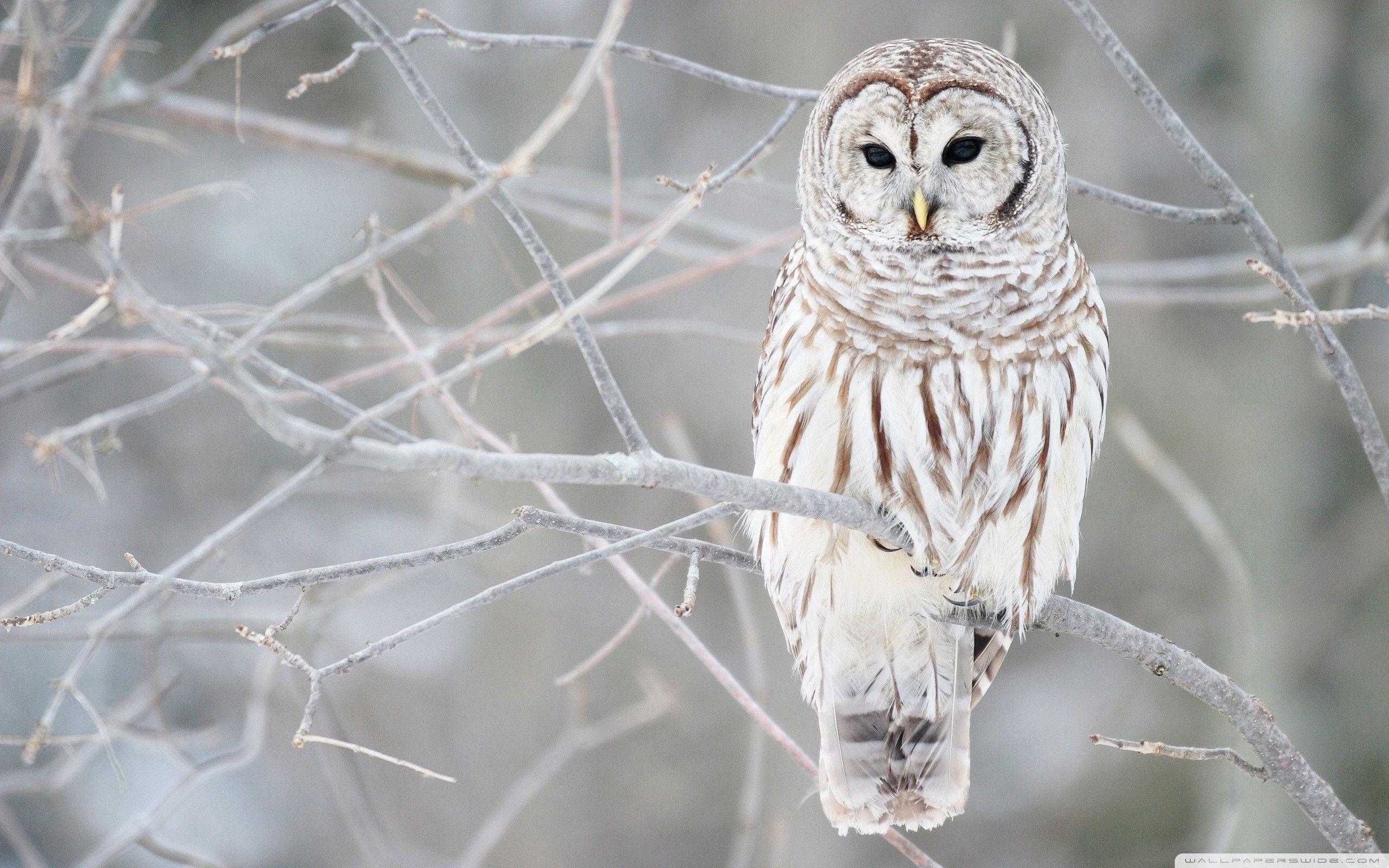 2560x1600 White Owl Wallpaper, Desktop