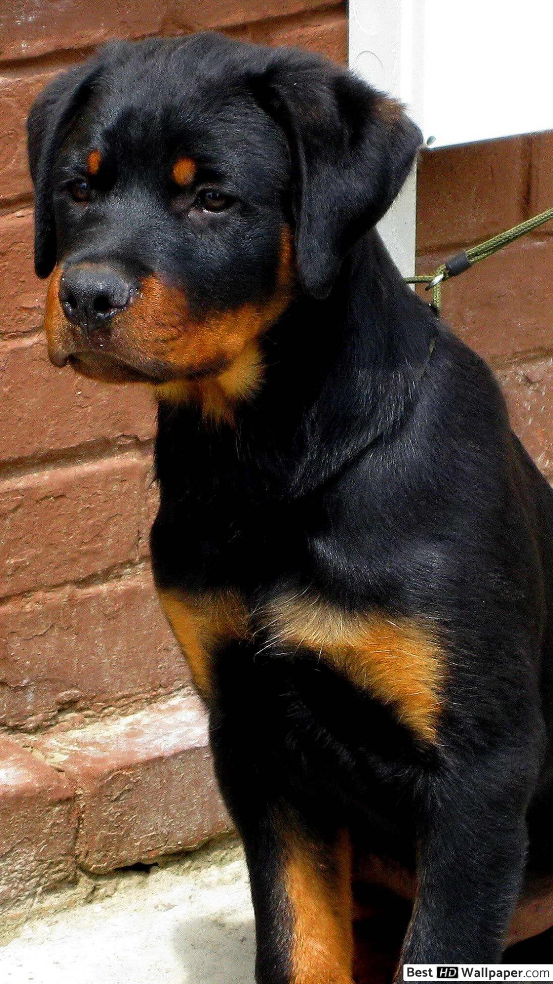 1080x1920 Rottweiler Dog, Phone