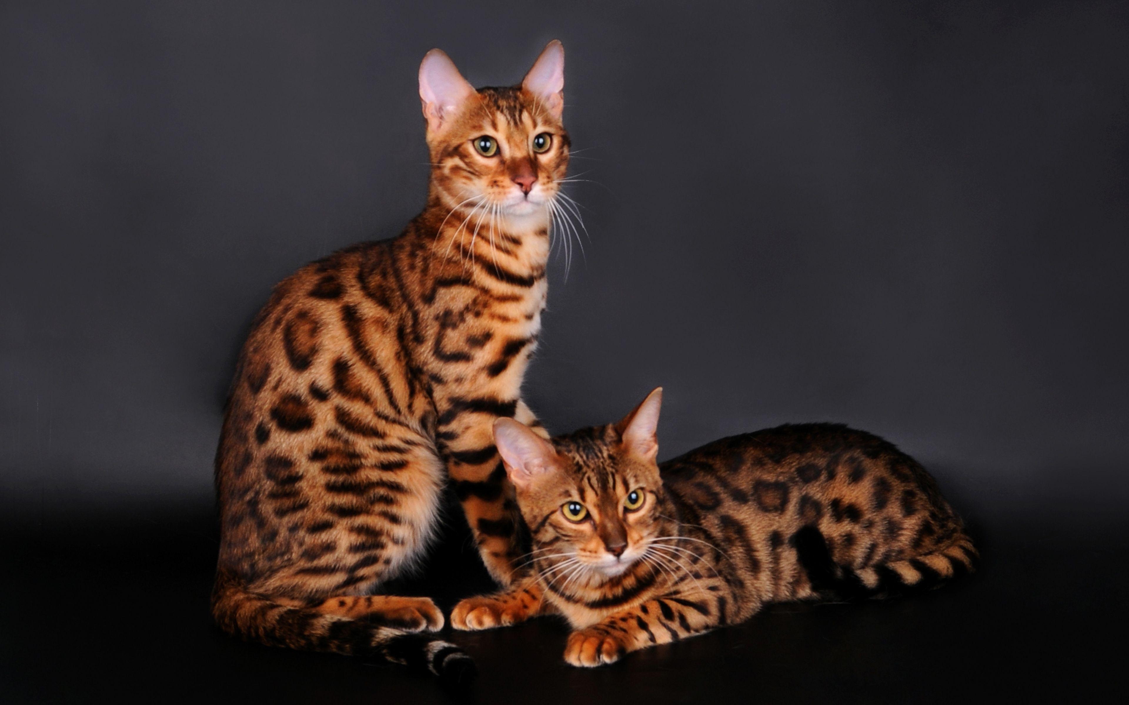 3840x2400 Bengal Cat HD Wallpaper and Background Image, Desktop