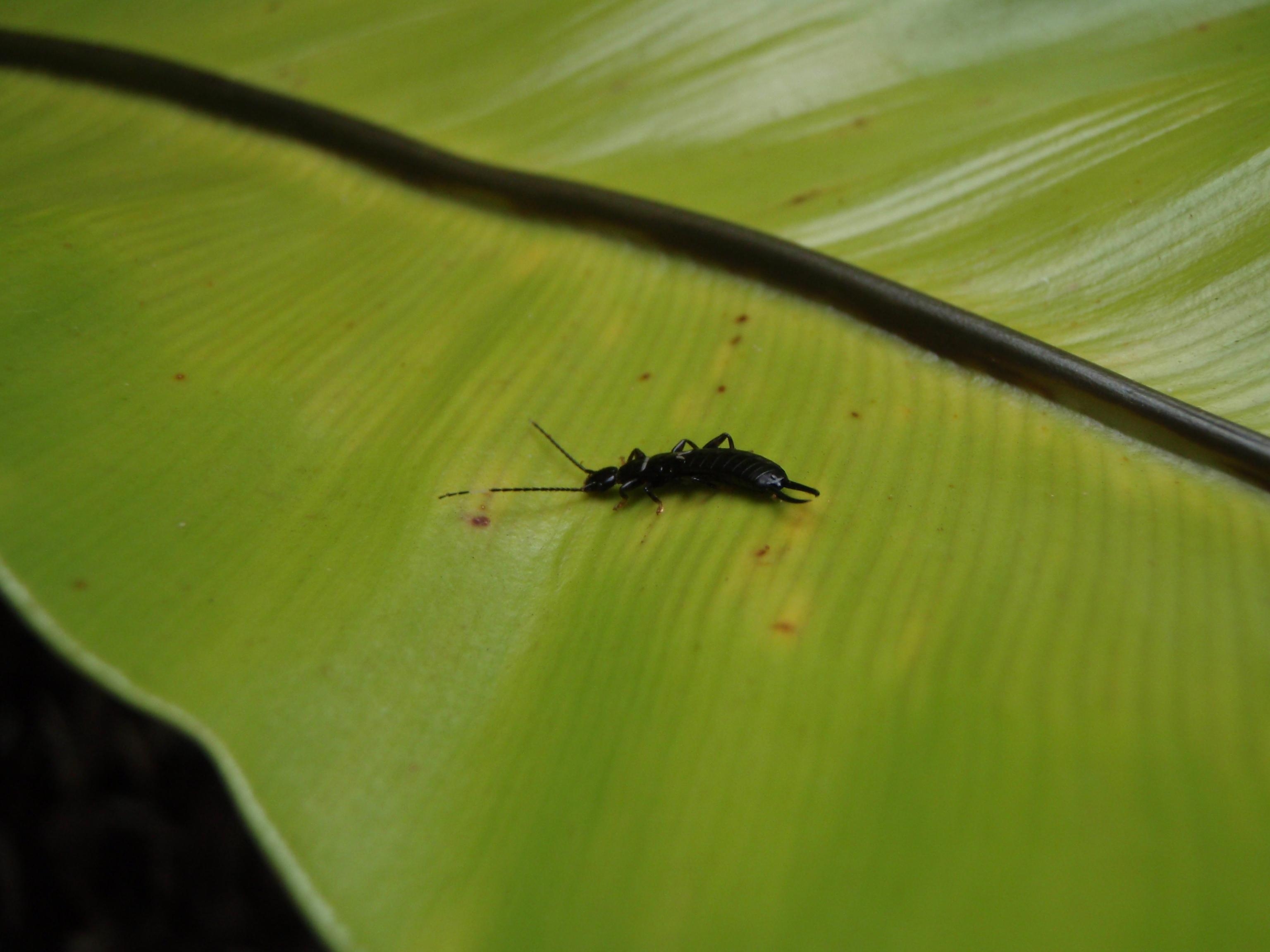 3080x2310 Green Leaf Earwig, Desktop