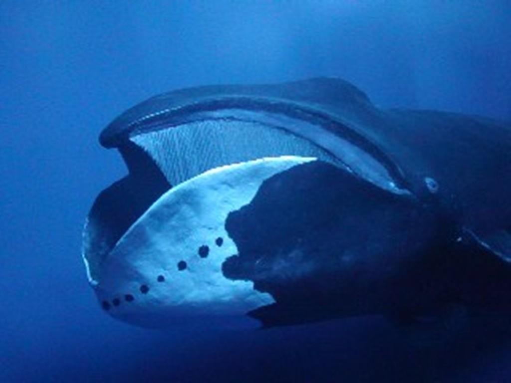 1030x770 Bowhead Whales Have A 12 Foot Long Phallic Shaped Organ, Desktop