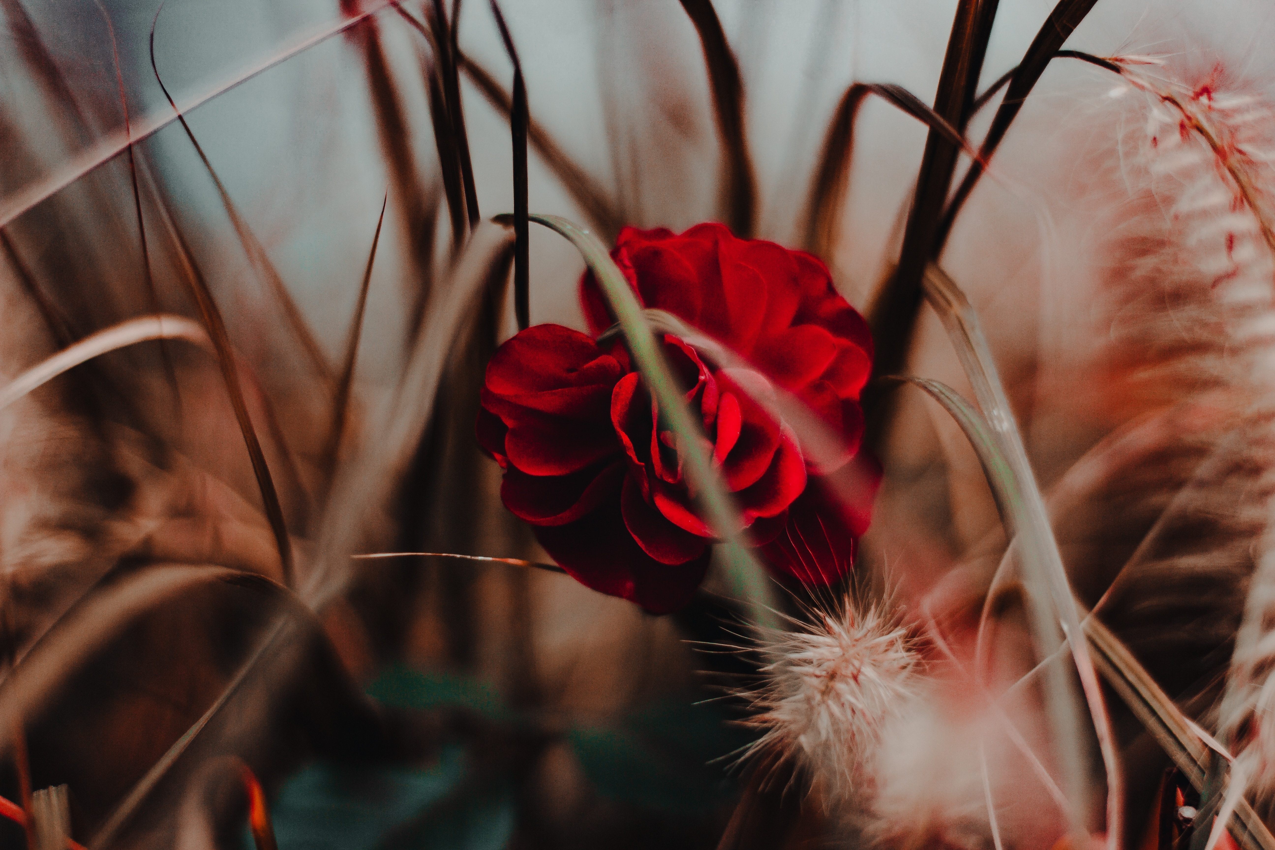 5190x3460  #grass, #soft, #nature, #lush, #plant, #orange, #red, # dark, #petal, #Creative Commons image, #yellow, #flower, #blur, #rose, #bokeh, #closeup. Mocah HD Wallpaper, Desktop