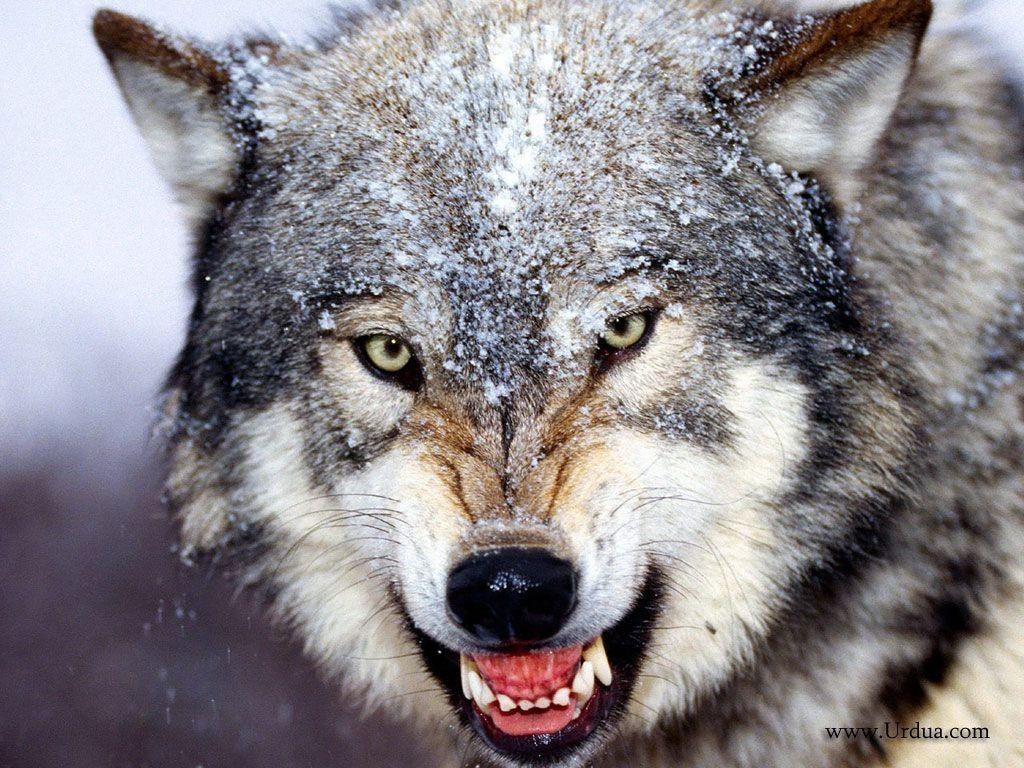 1030x770 Bared Teeth Grey Wolf Scary Face Wallpaper › Whetley Academy, Desktop