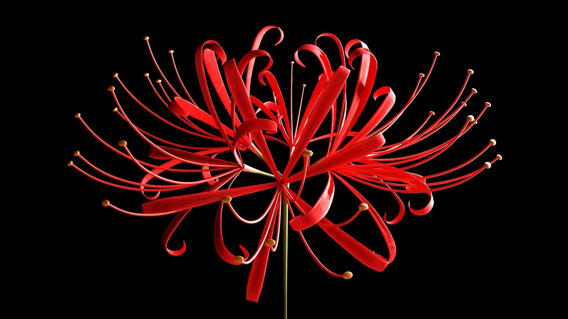 1920x1080 Higanbana (Red Spider Lily), Jack Yu Chieh Chang, Desktop