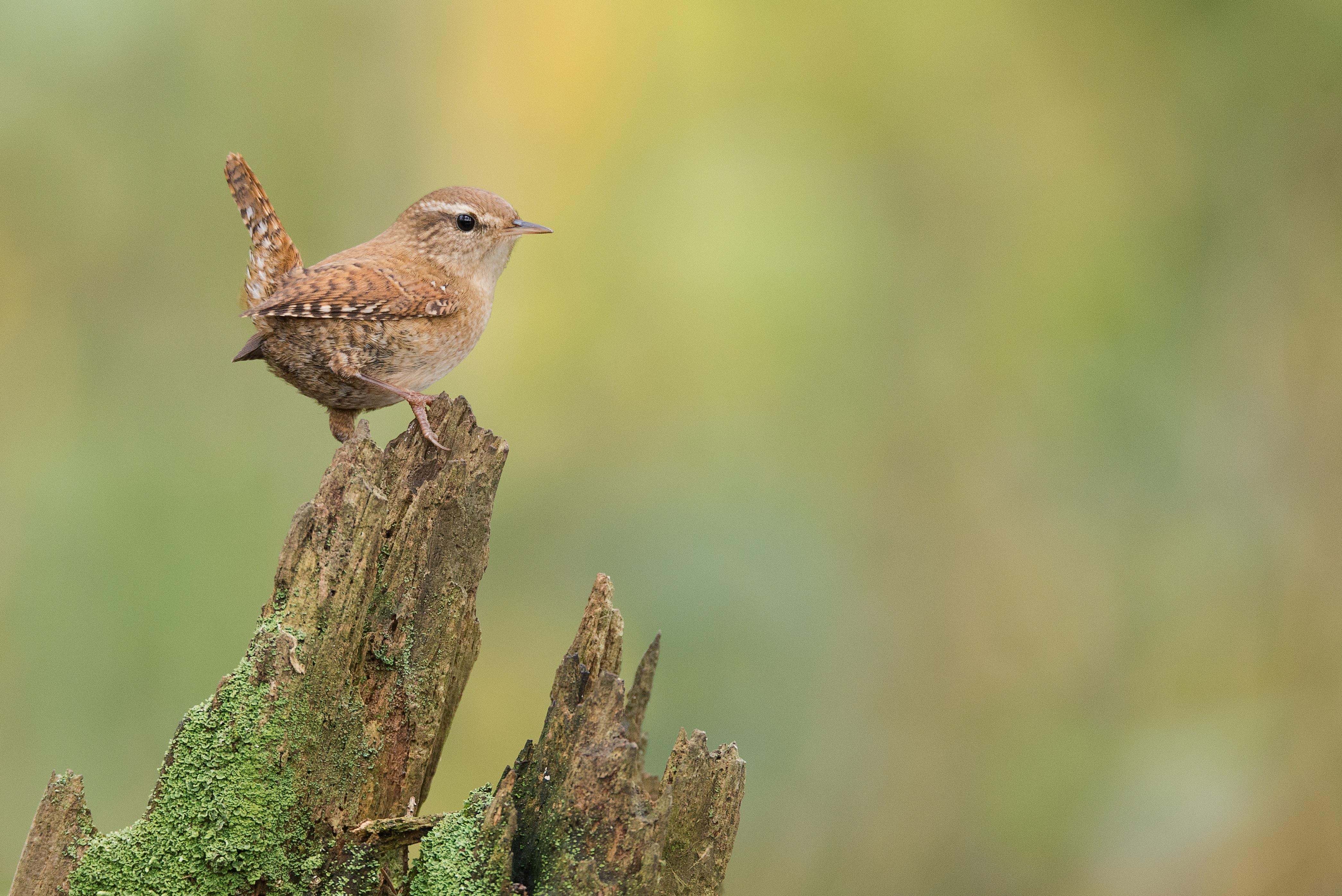 4190x2800 Winter Wren Picture. Download Free Image, Desktop