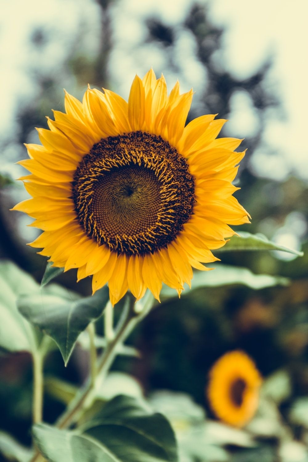 1000x1500 Sunflower Picture [HQ]. Download Free Image, Phone