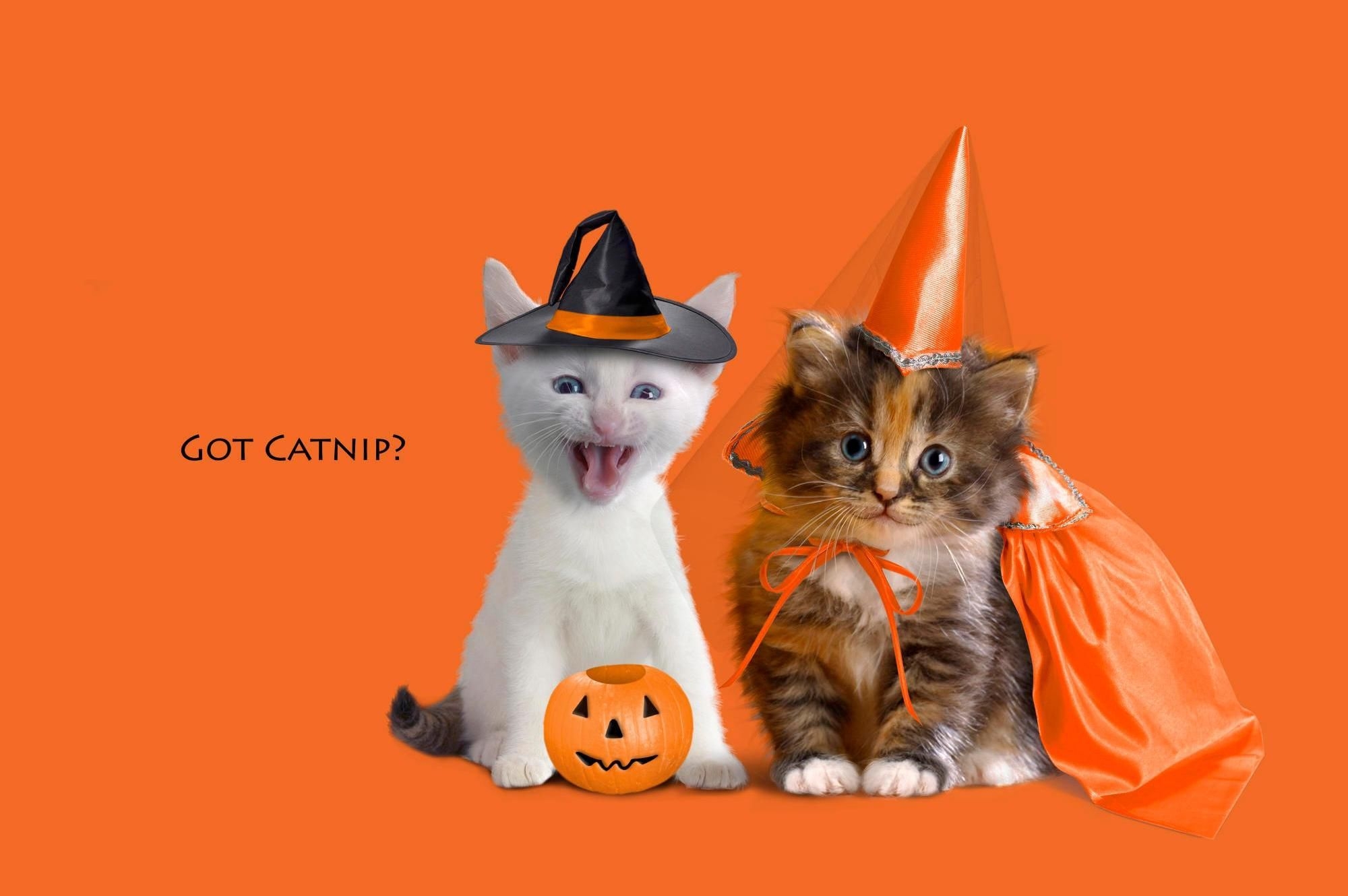 2000x1330 Best Spooky and Fun Halloween Wallpaper, Desktop