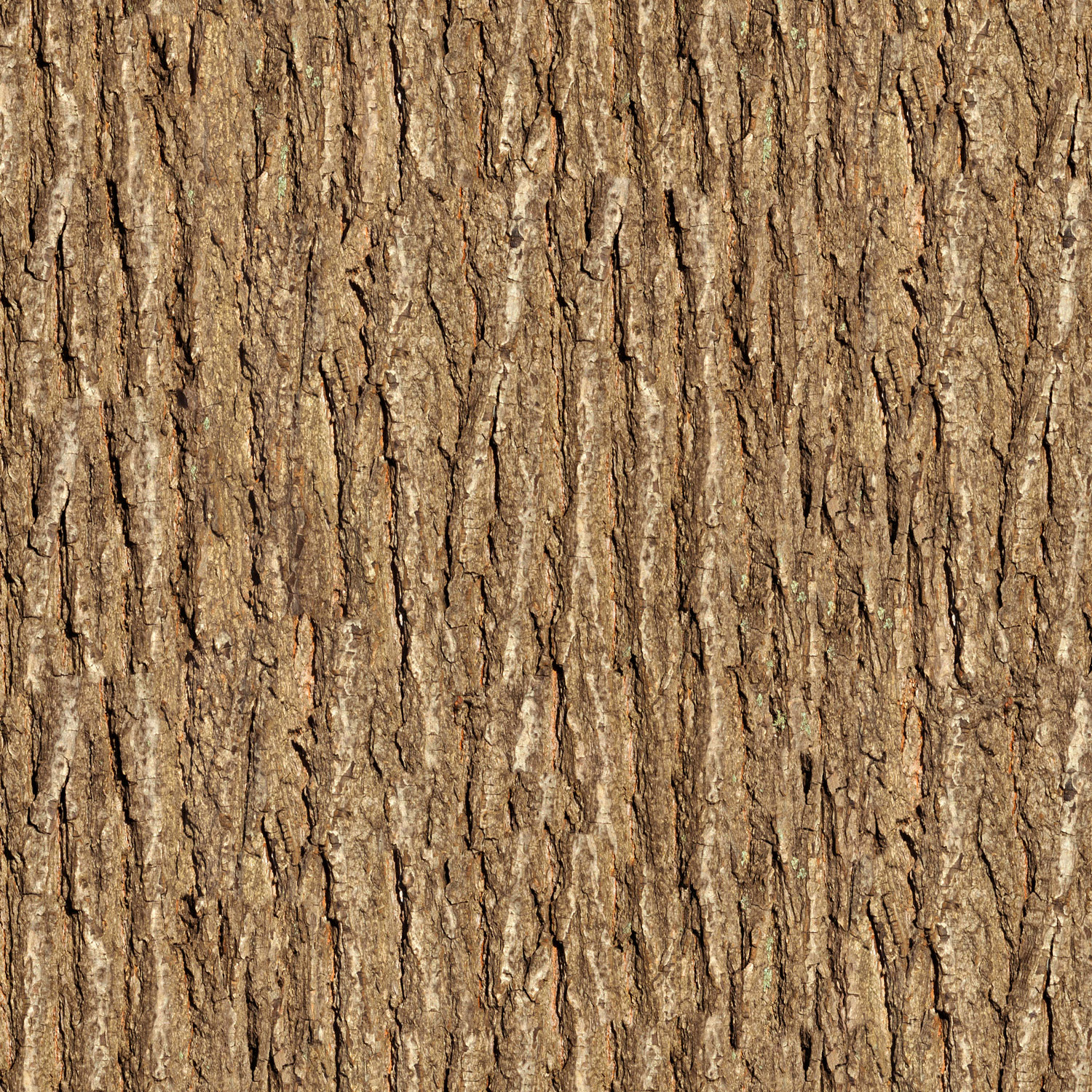 1500x1500 Wooden Tree Texture Wallpaper, Phone