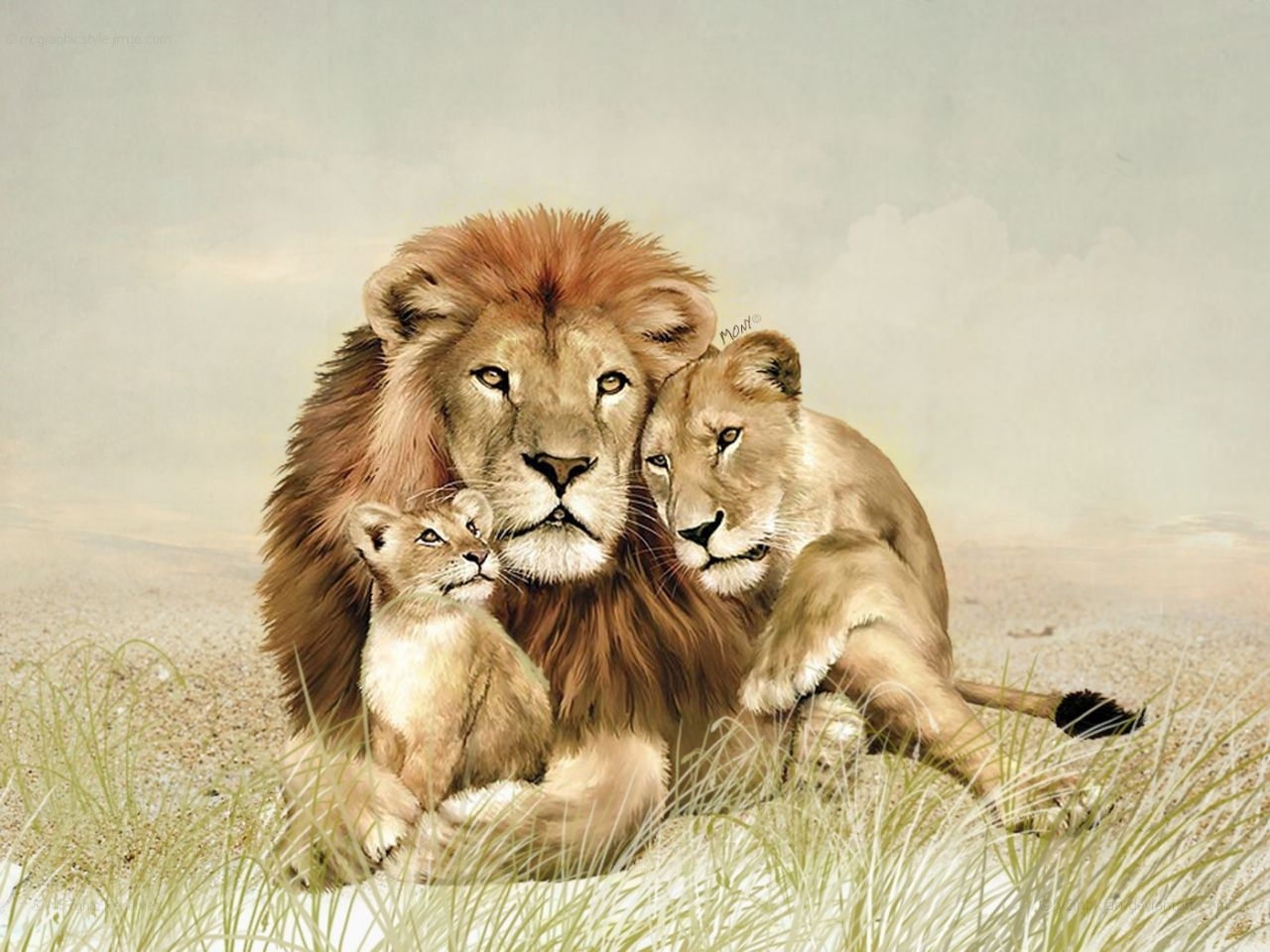 1280x960 Lion Family Wallpaper, Desktop