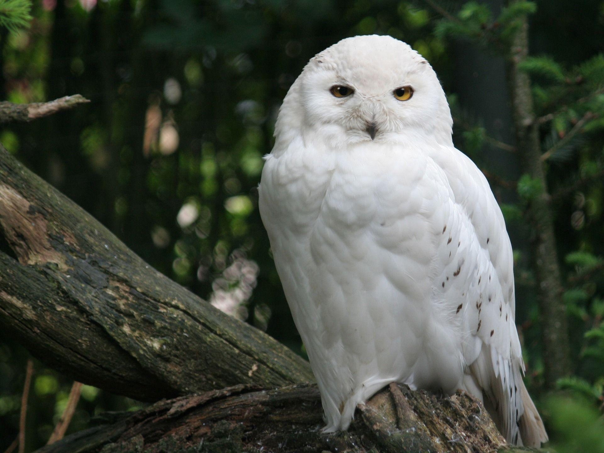 1920x1440 Download Snowy Owl Wallpaper Birds Animals Wallpaper, Desktop