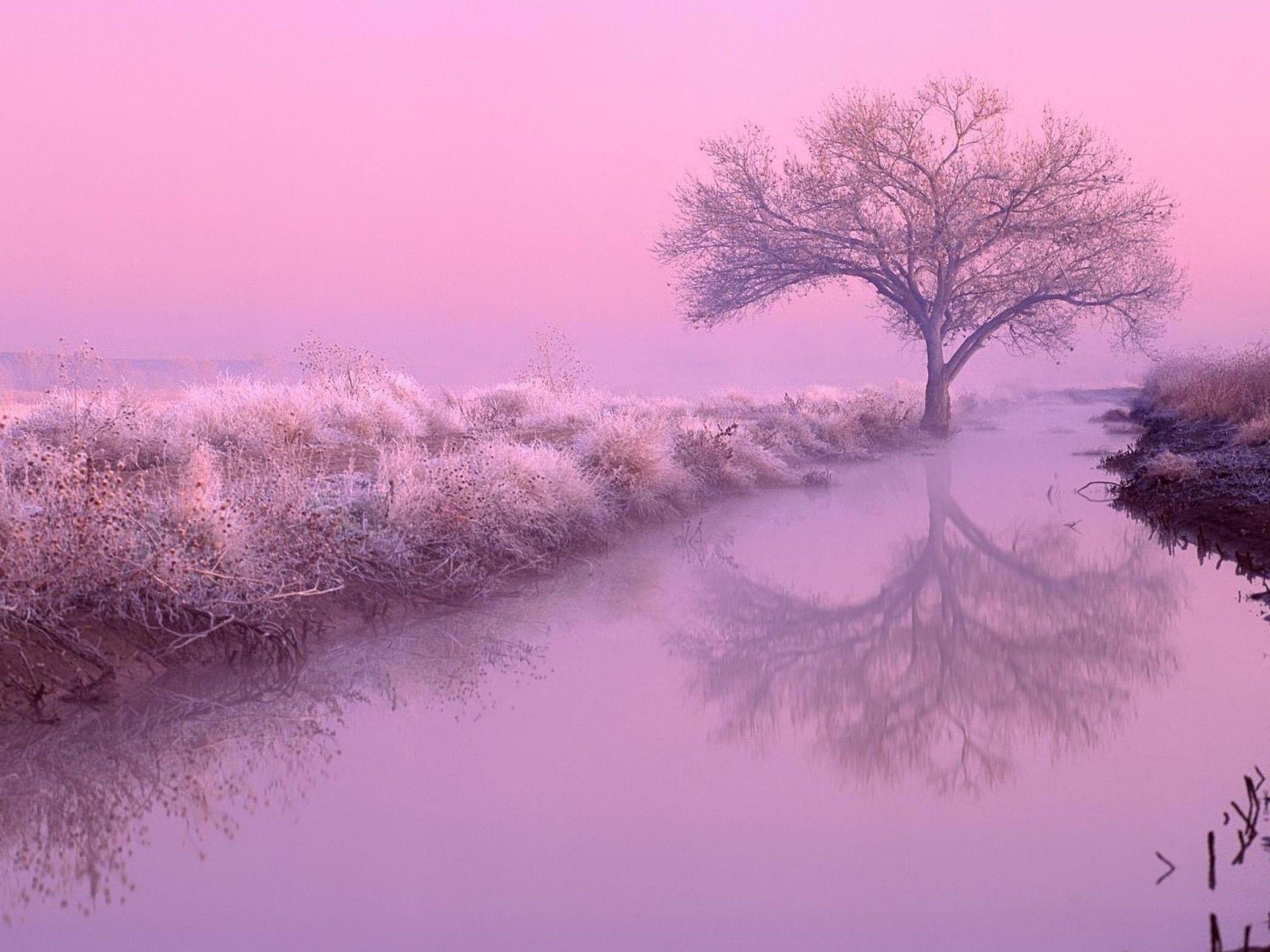 2560x1920 Pink Desktop Wallpaper: Desktop Wallpaper HD Pink Nature, Desktop