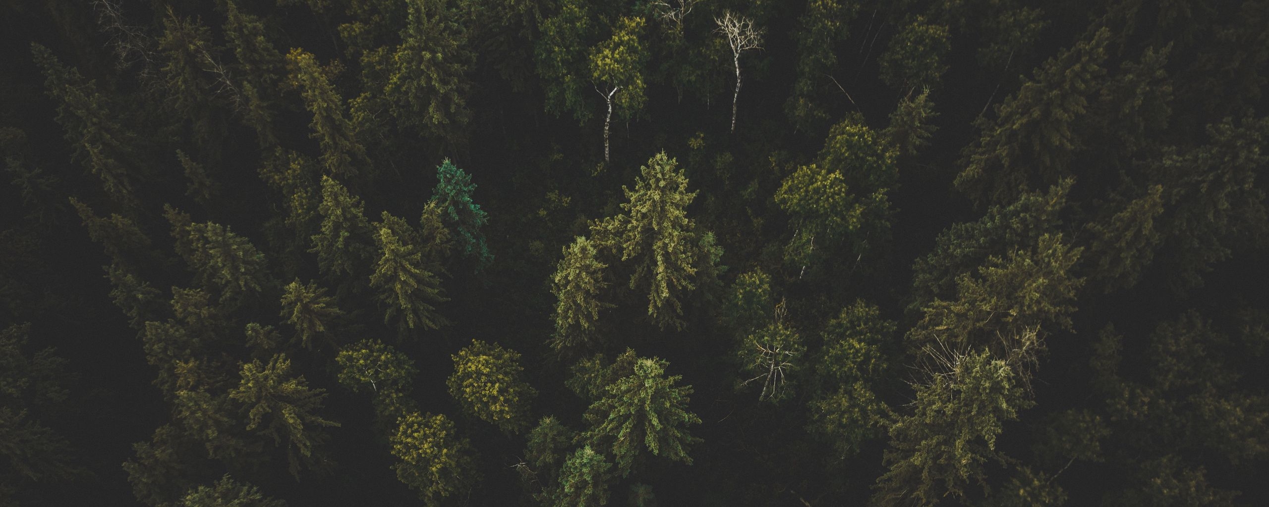 2560x1030 Download wallpaper  forest, aerial view, trees, tops, dark ultrawide monitor HD background, Dual Screen