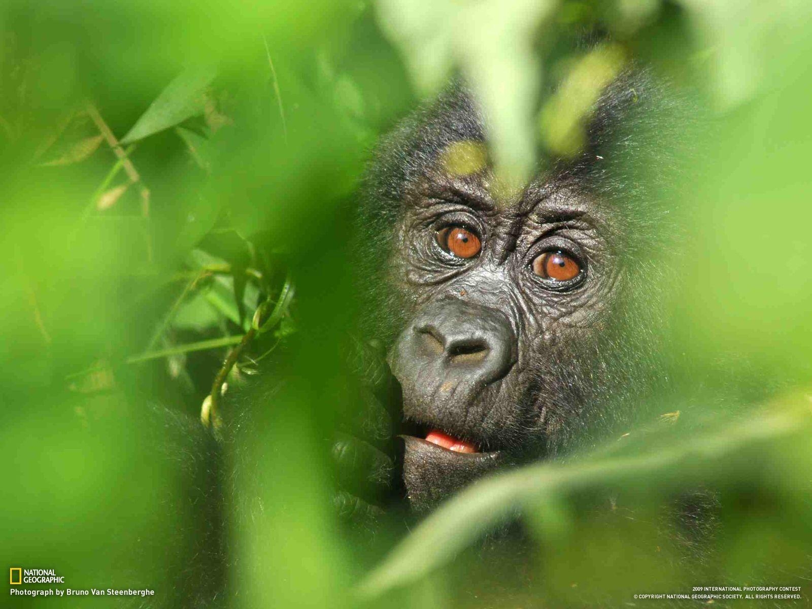 1600x1200 Bwindi Park, Uganda, Desktop