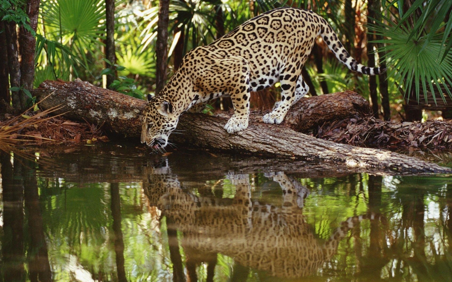 1920x1200 Leopard Wallpaper. Free Download New Wild Animals HD Desktop Image, Desktop