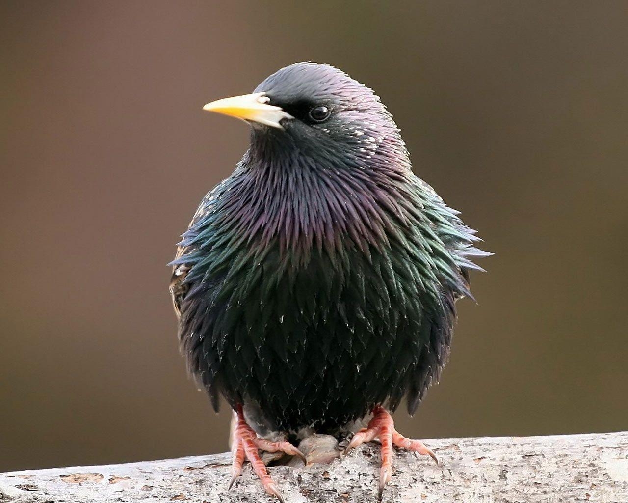 1280x1030 Starling Wallpaper Wallpaper. birds and perhaps, Desktop