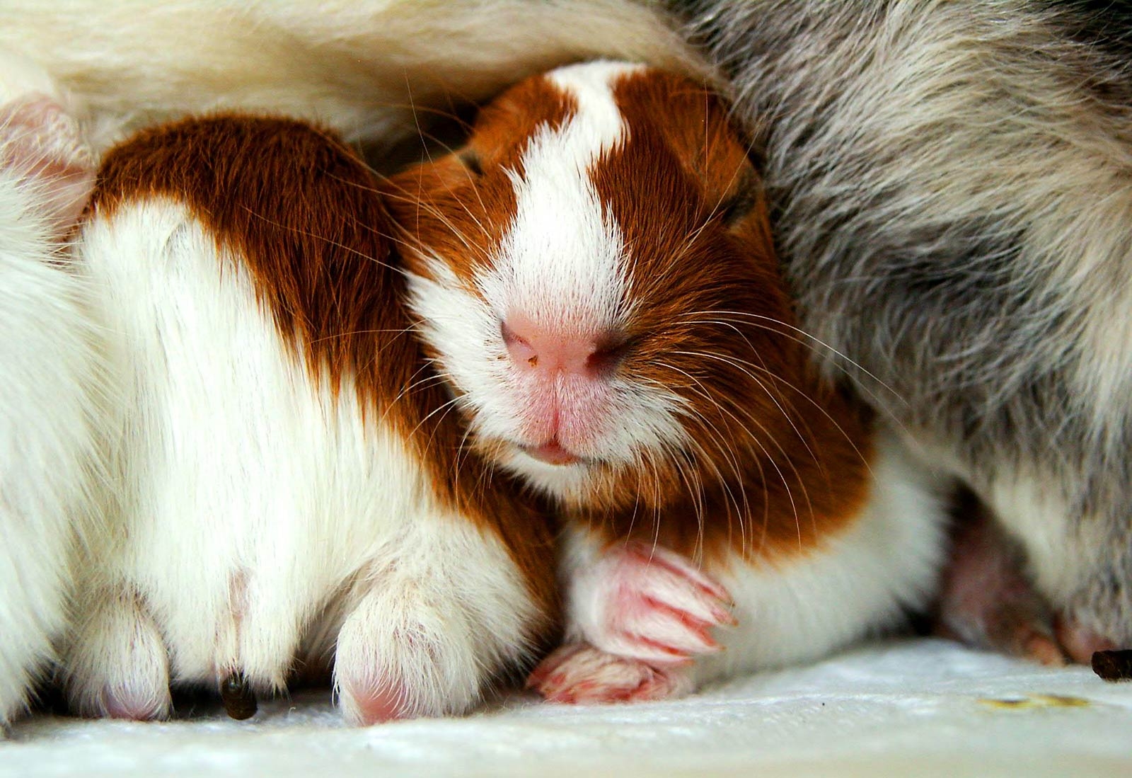 1600x1100 Guinea Pig Wallpaper, Desktop