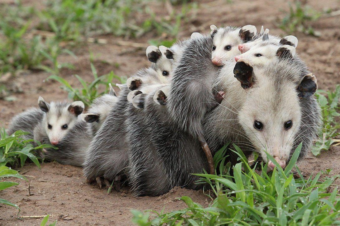 1100x730 Virginia Opossum Facts, History, Useful Information and Amazing Picture, Desktop