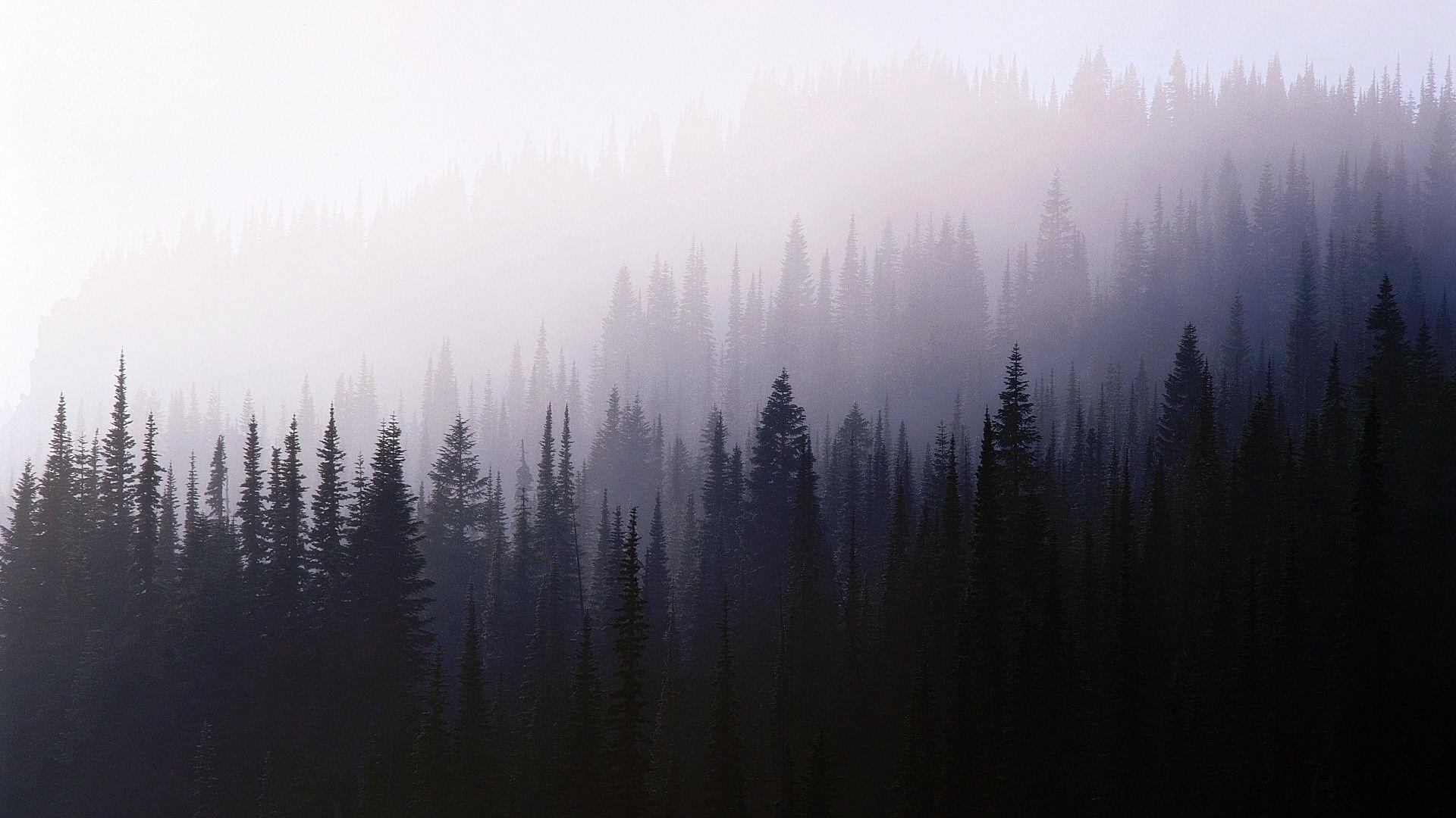 1920x1080 forest, Trees, Nature, Mist Wallpaper. Landscape wallpaper, Desktop