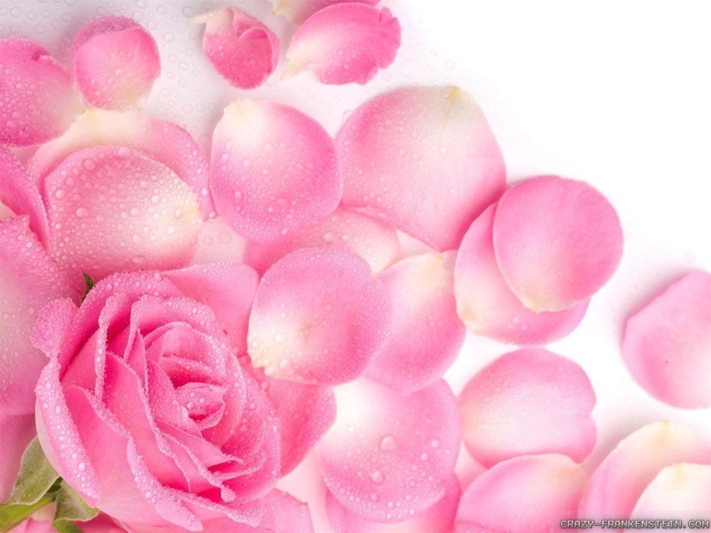 1030x770 Beautiful Pink Rose Flower Wallpaper 547 Full HD Wallpaper Desktop, Desktop