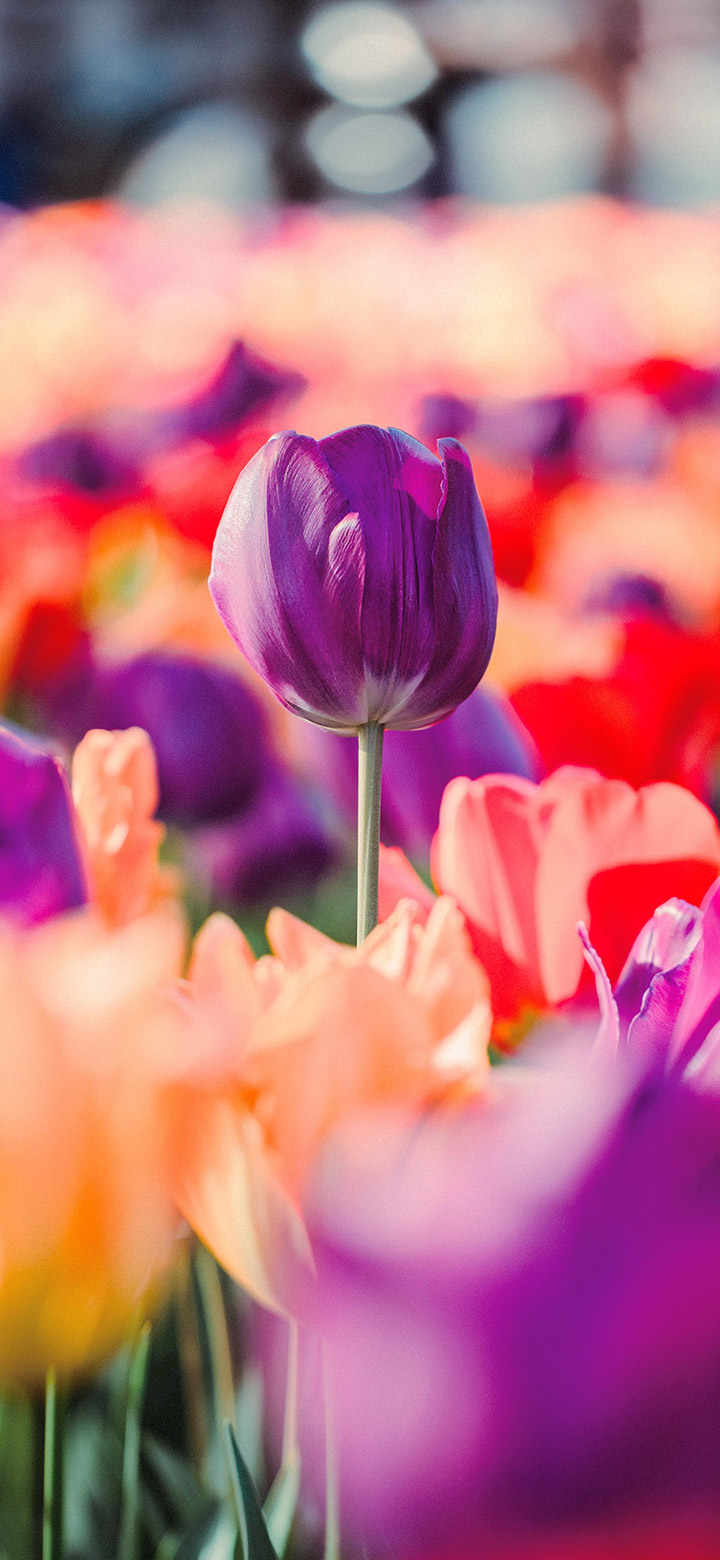 720x1560 Purple Tulip Flowers 4K Phone Wallpaper, Phone