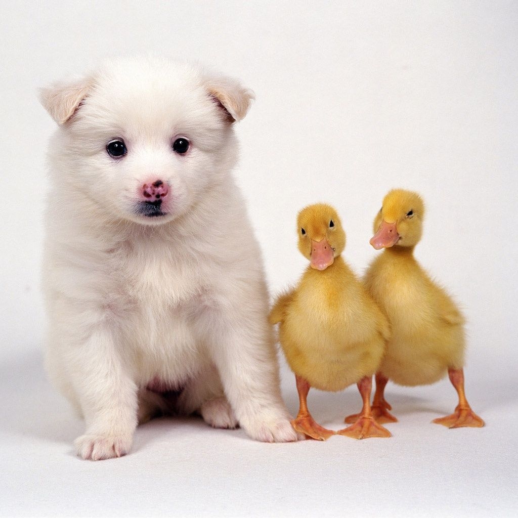 1030x1030 Best animals iPad Wallpaper Free HD, Phone