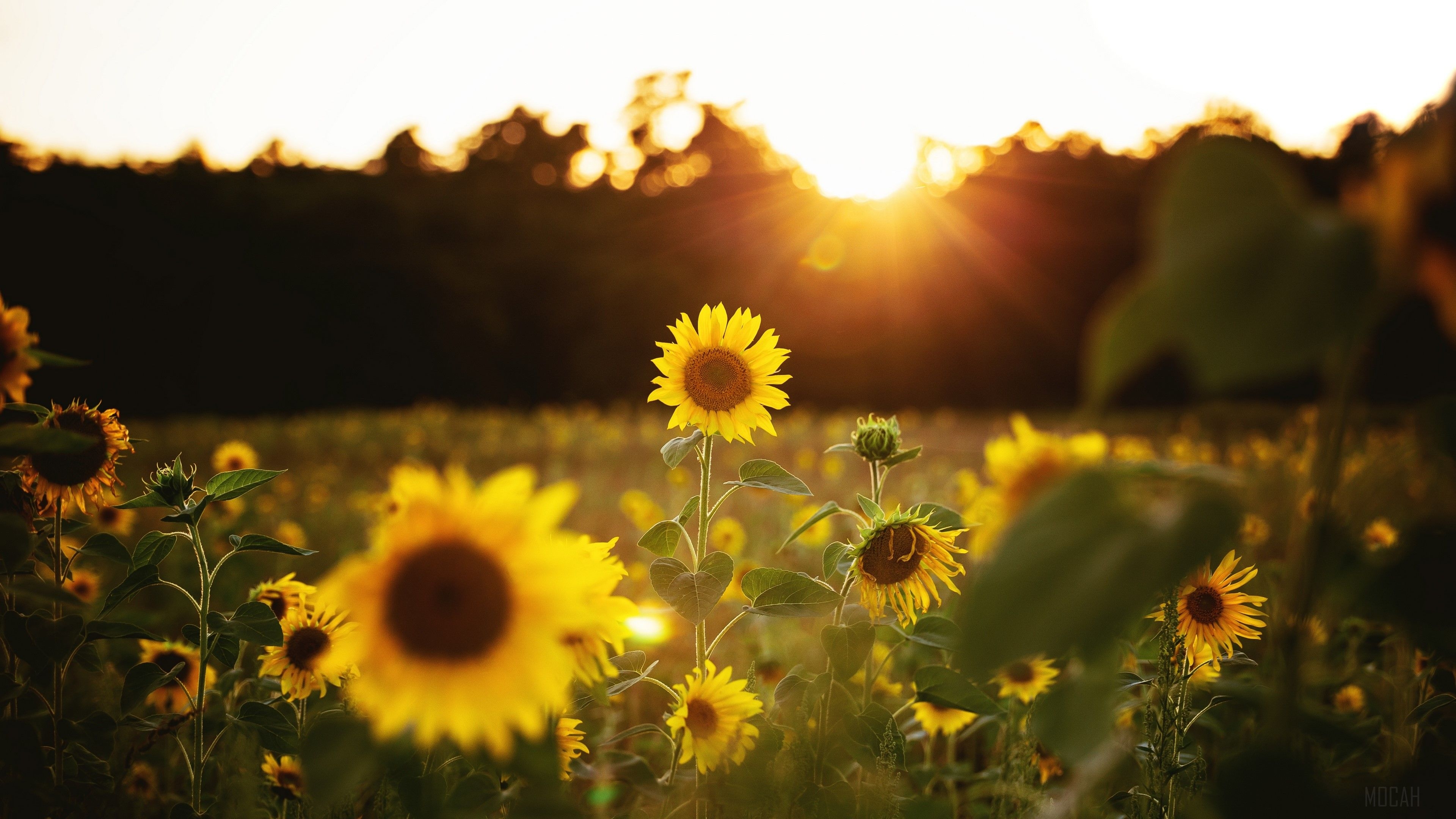 3840x2160 sunflower HD wallpaper, Background, Desktop
