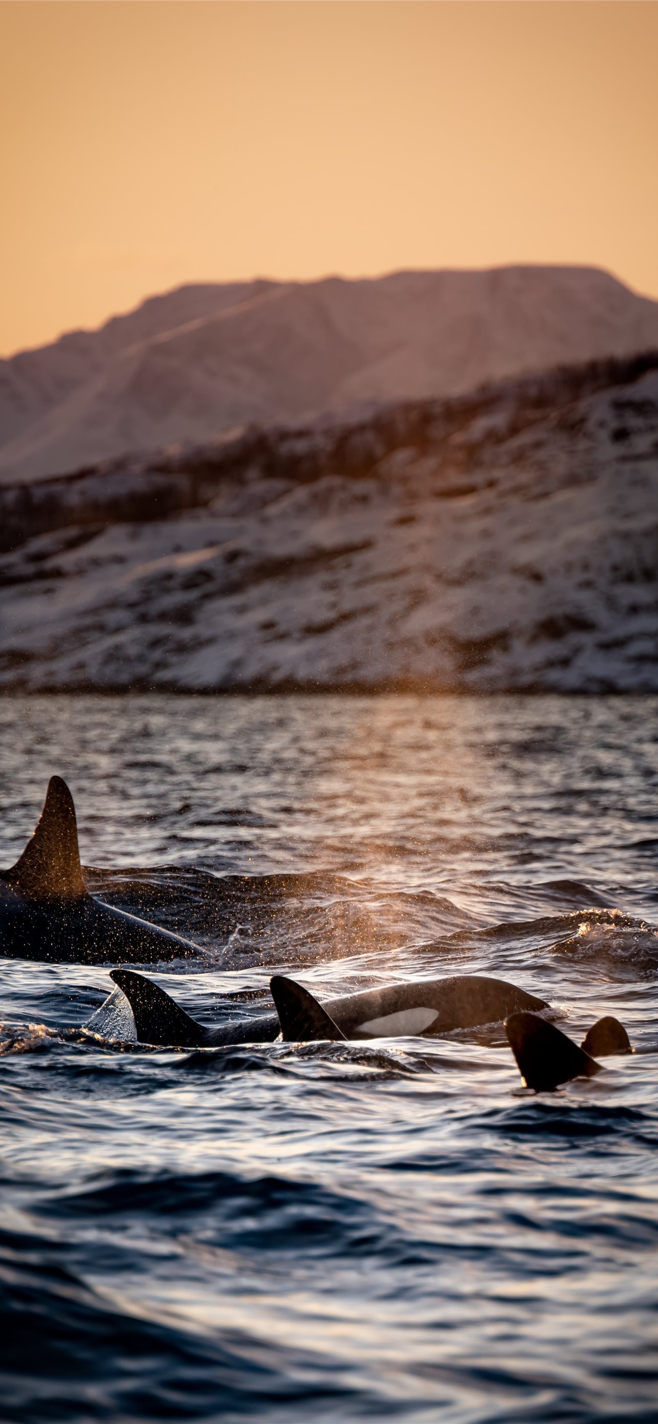 1290x2780 three killer whales floating on water iPhone Wallpaper Free Download, Phone