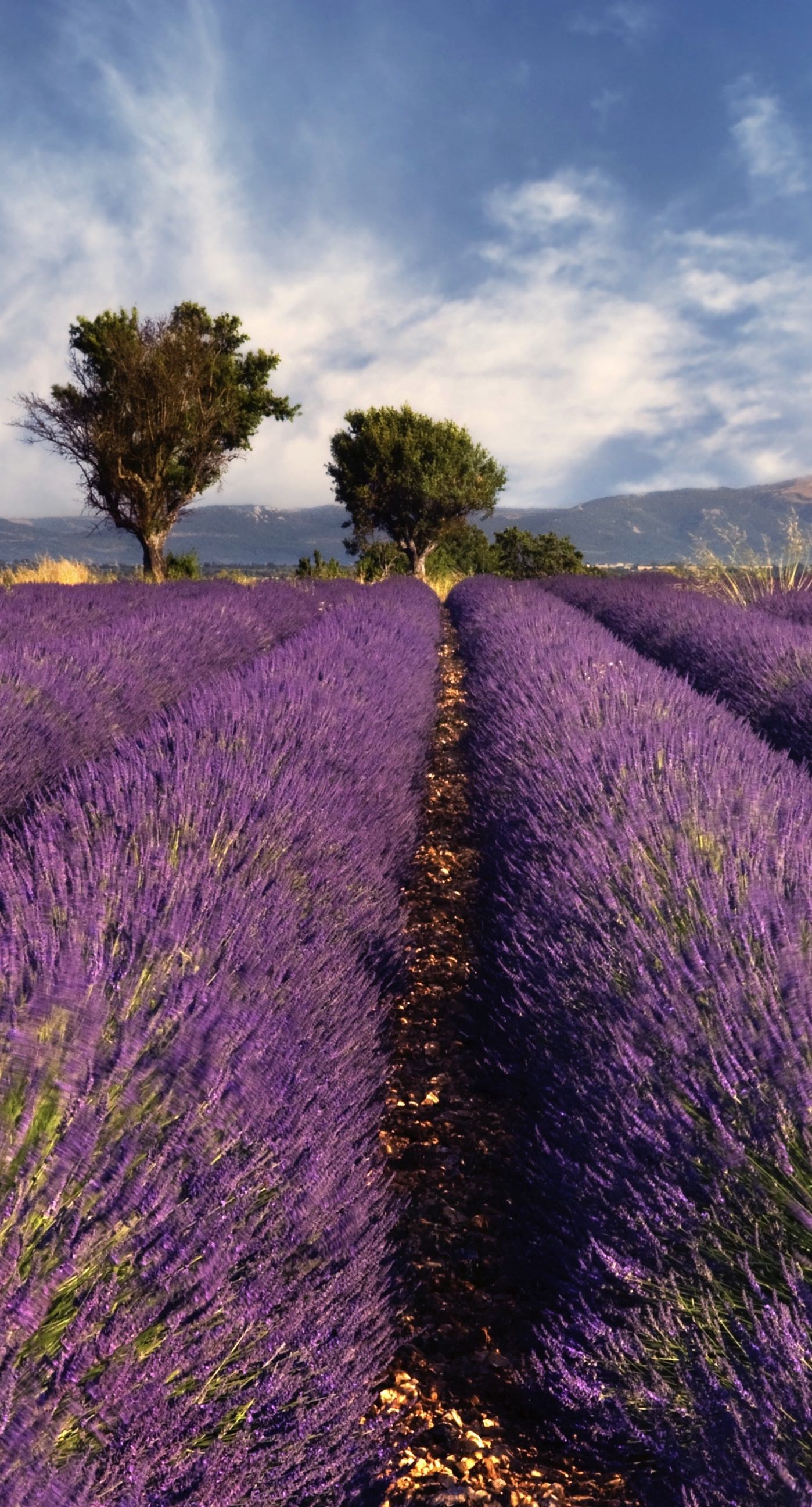 1400x2600 Lavender flower landscape. wallpaper.sc iPhone6sPlus, Phone