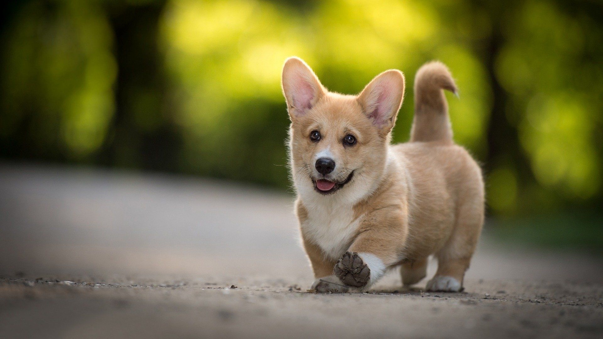 1920x1080 Corgi HD Wallpaper and Background Image, Desktop