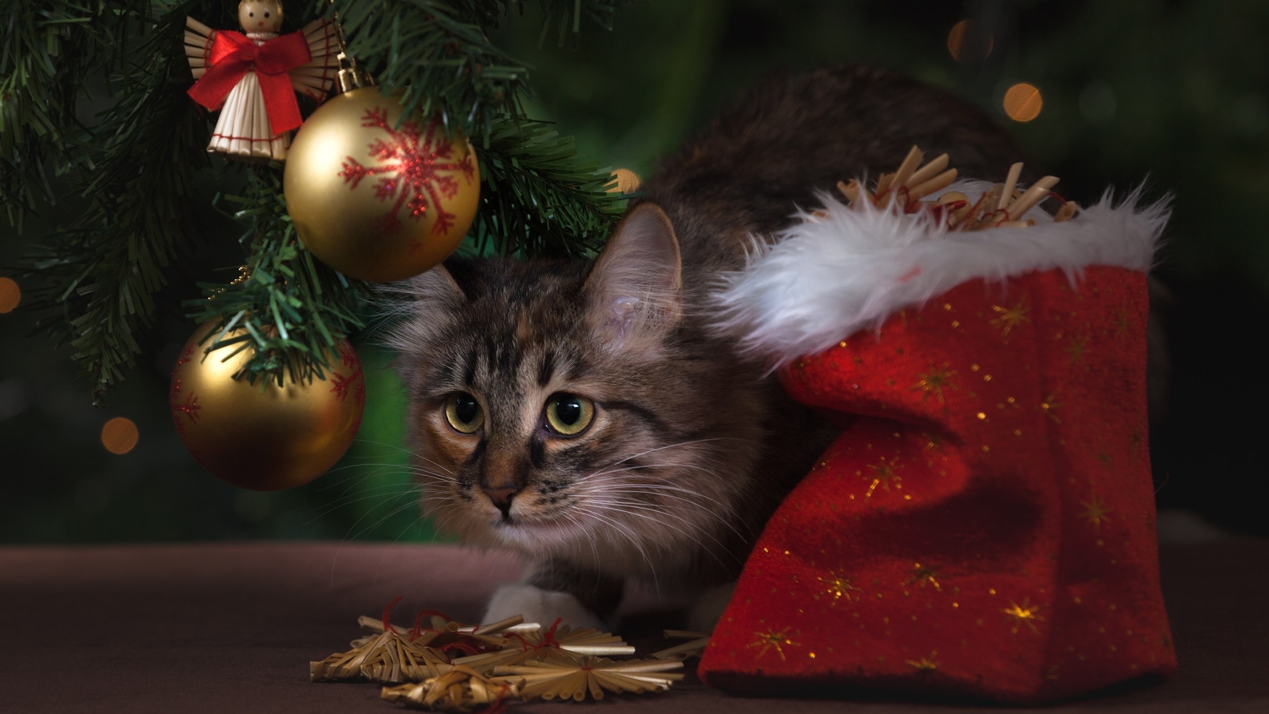 2560x1440 Download  Kitten, Cute, Christmas, Cats Wallpaper, Desktop