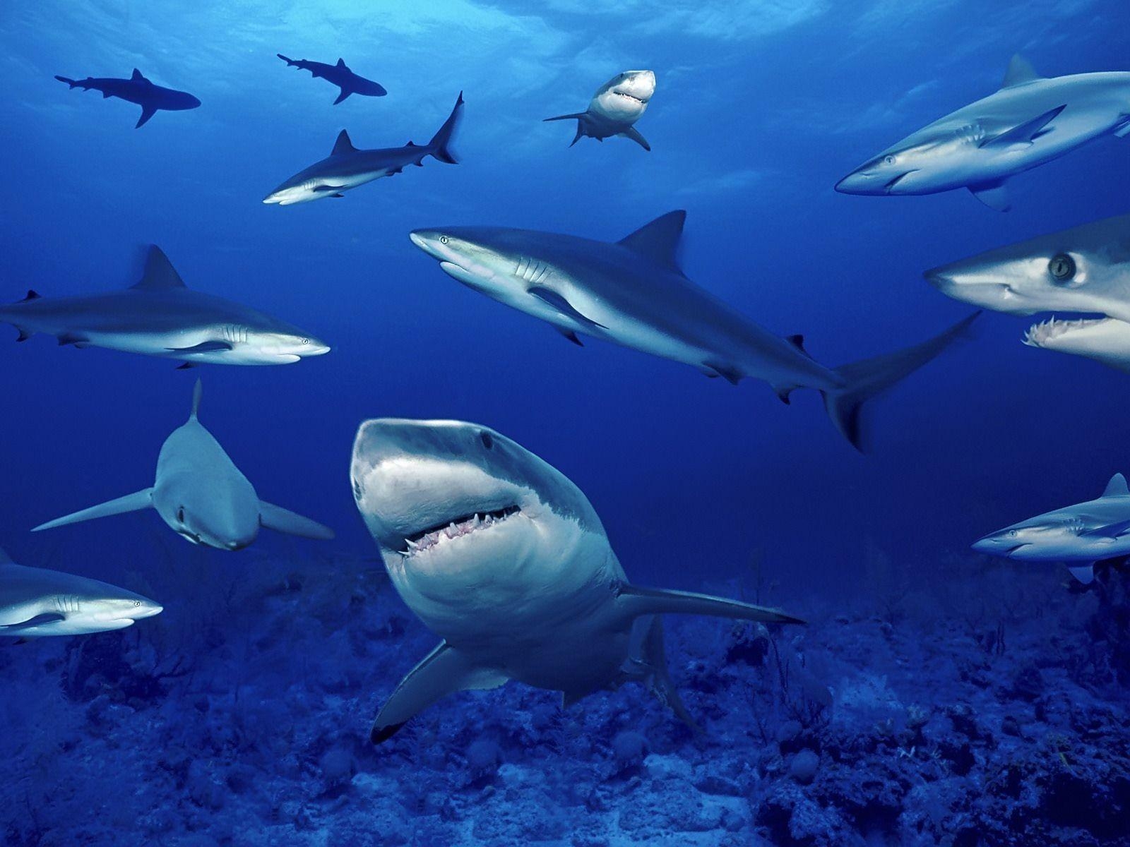 1600x1200 Shark HD Wallpaper Wallpaper Inn, Desktop