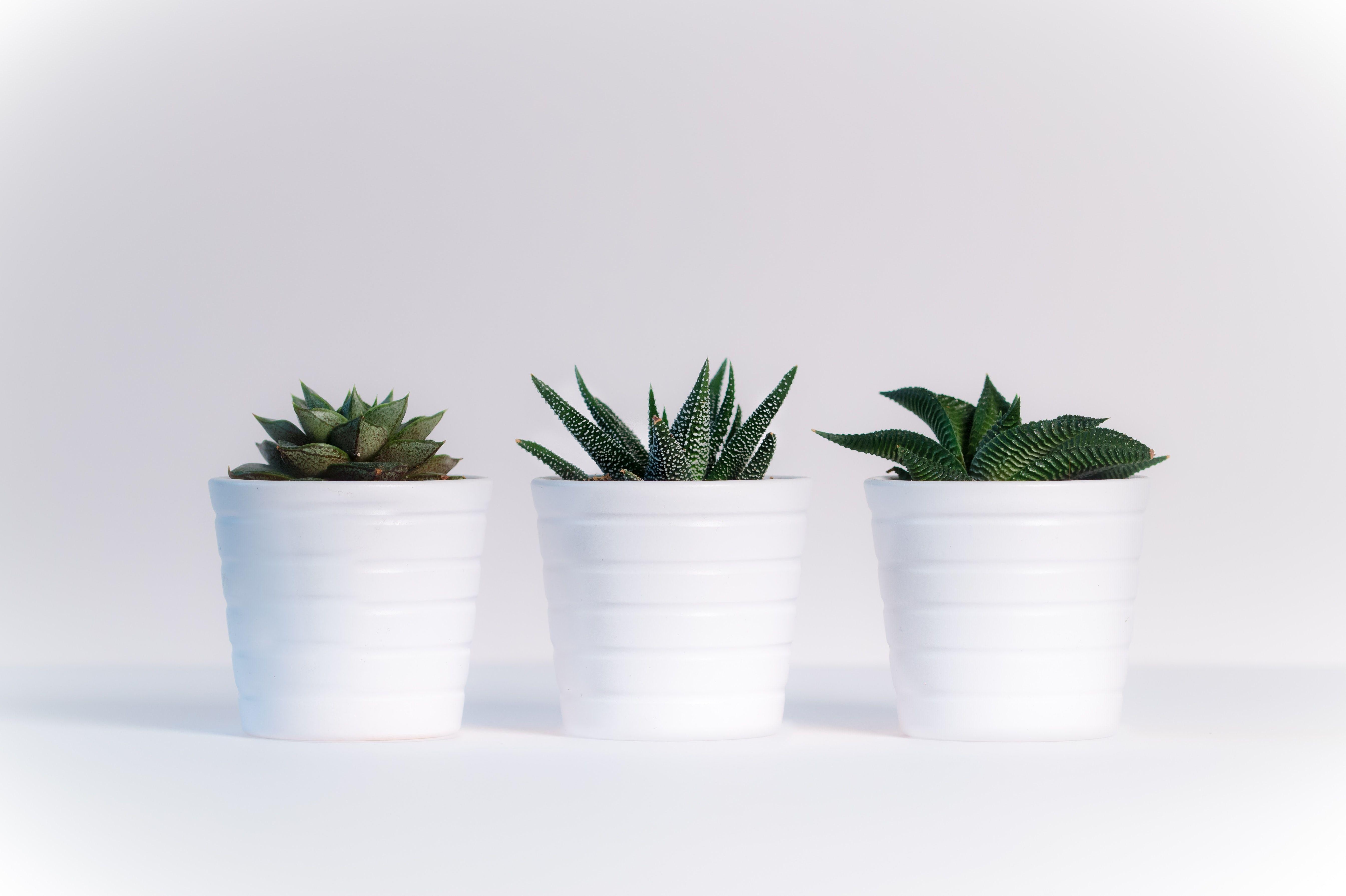 5380x3590 Three Green Assorted Plants in White Ceramic Pots · Free, Desktop