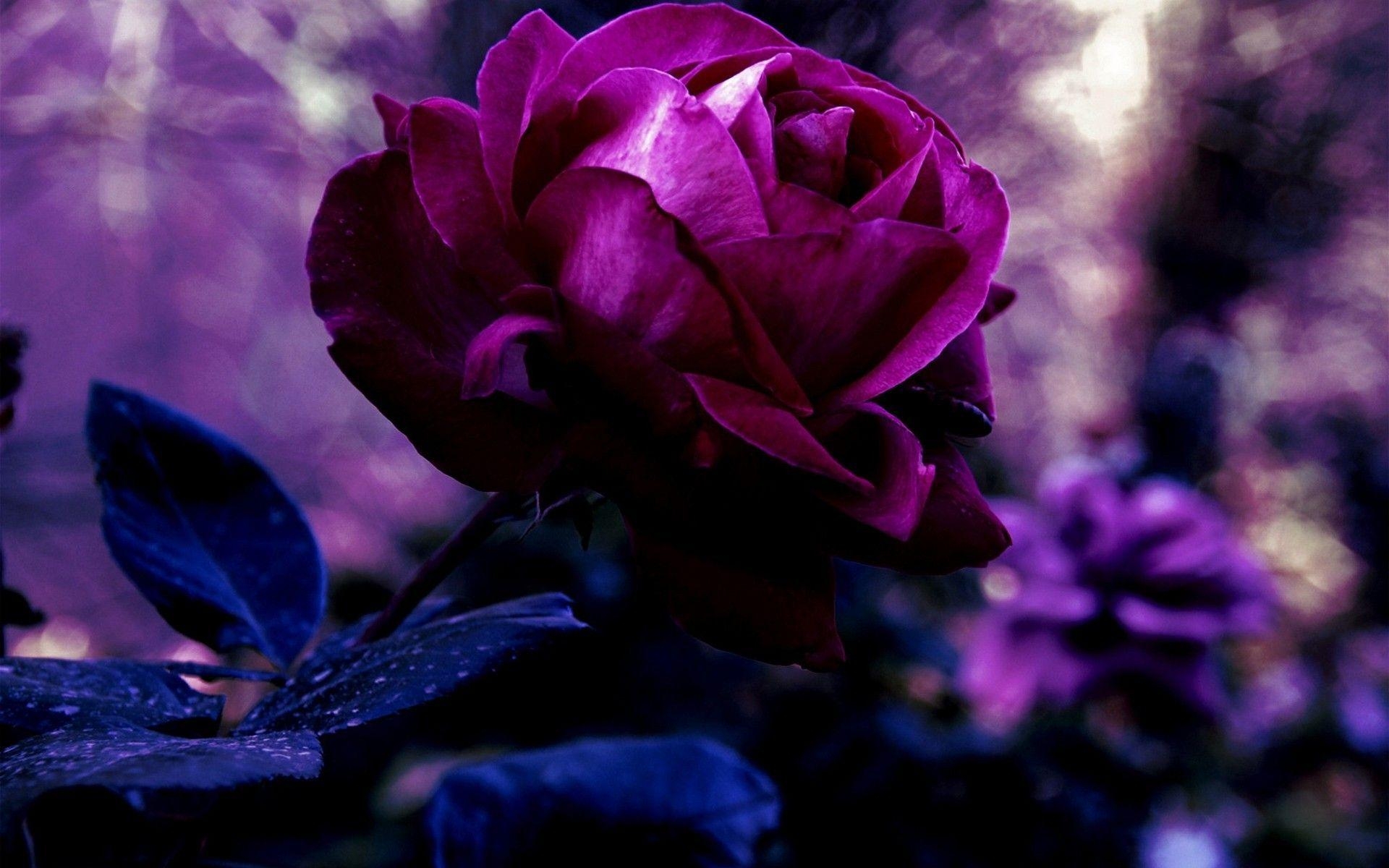 1920x1200 Purple Rose Wallpaper 1, Desktop